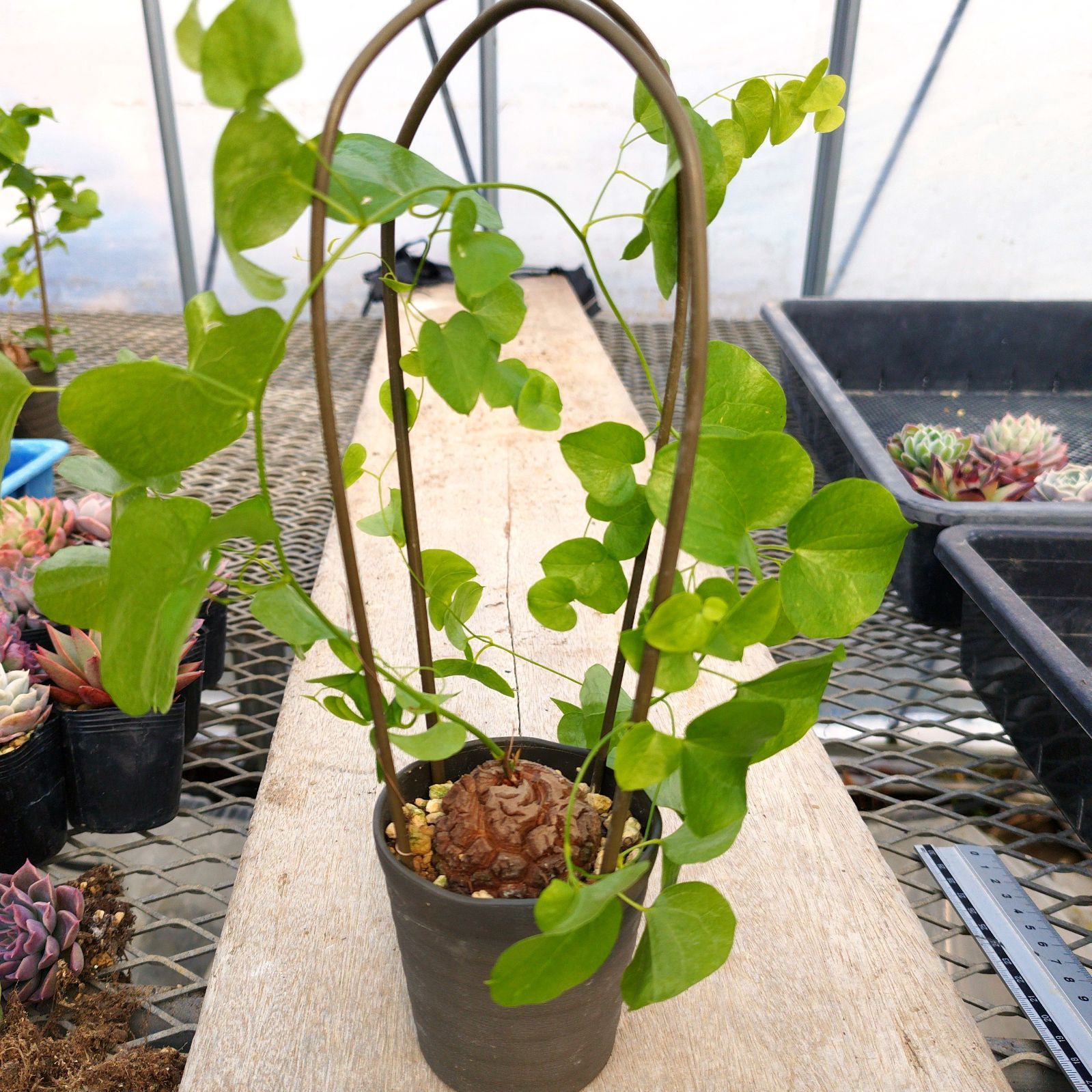 塊根植物 アフリカ 亀甲竜 実生 鉢ごと - メルカリ