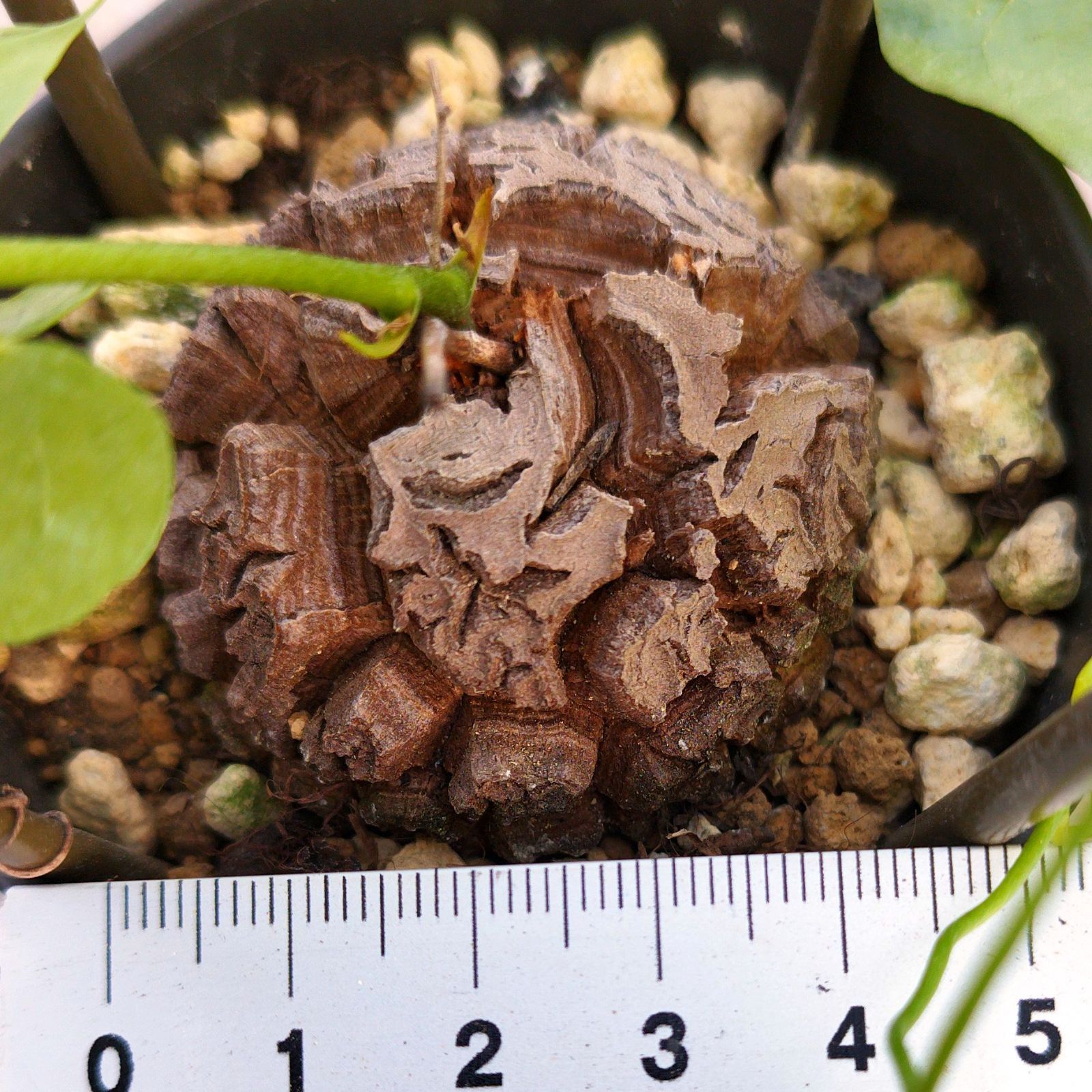 塊根植物 アフリカ 亀甲竜 実生 鉢ごと - メルカリ