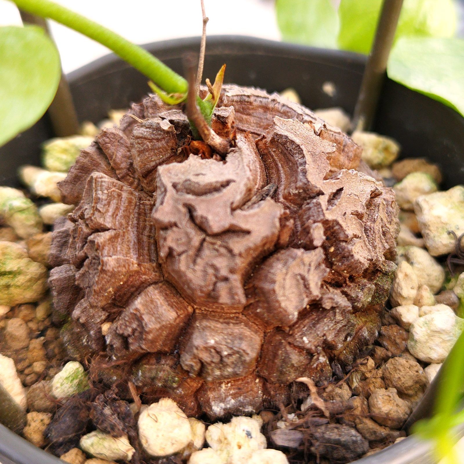 亀甲竜 アフリカ亀甲竜 塊根植物 実生 コーデックス 観葉植物 実生4年