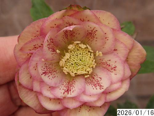 クリスマスローズ　micco miccoさん専用 】クリスマスローズ 2株 - メルカリ