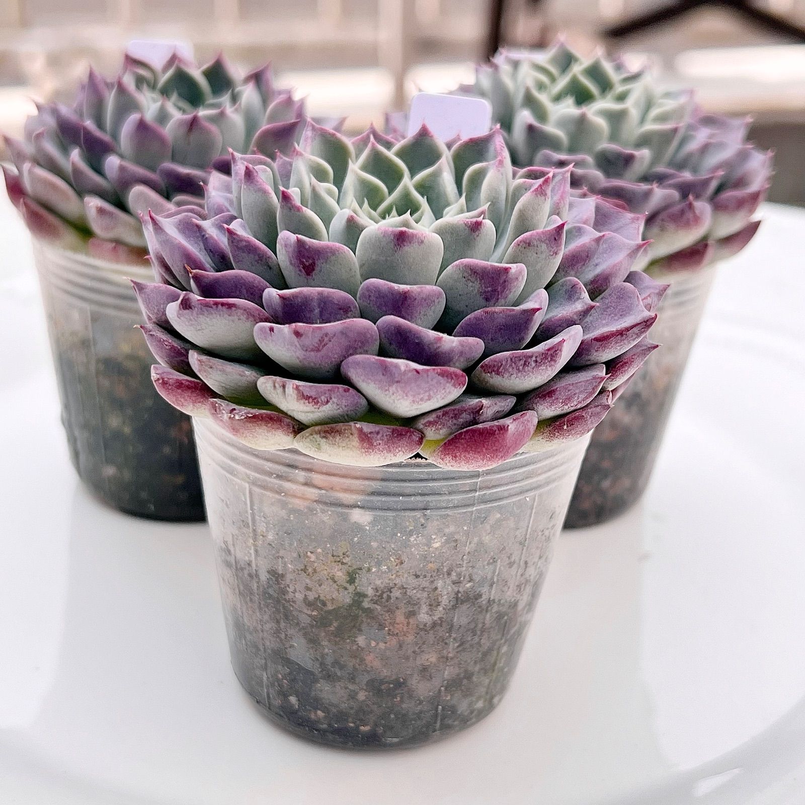 多肉植物 ハンエーリュウム 韓国苗 - メルカリ