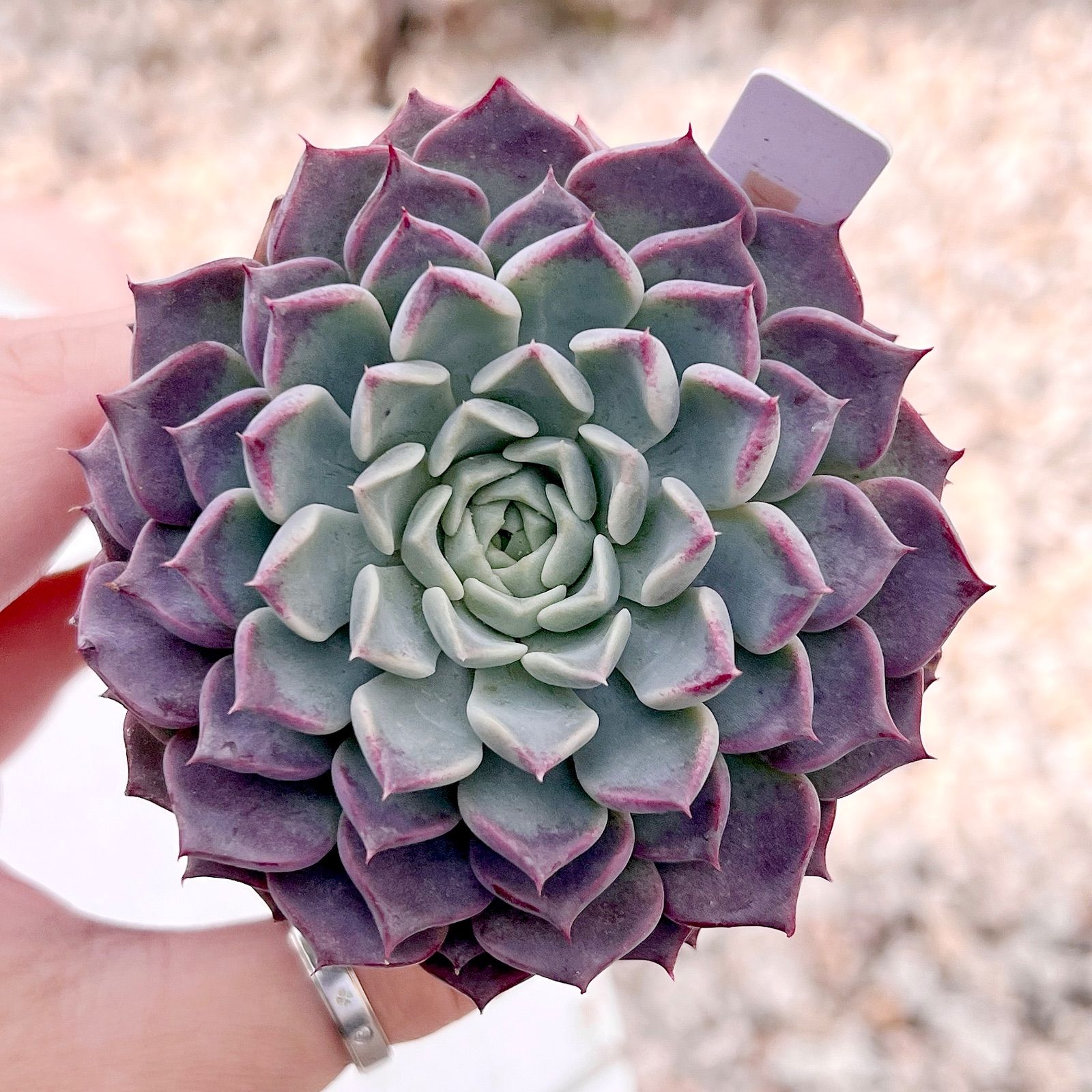 多肉植物 ハンエーリュウム 韓国苗 - メルカリ