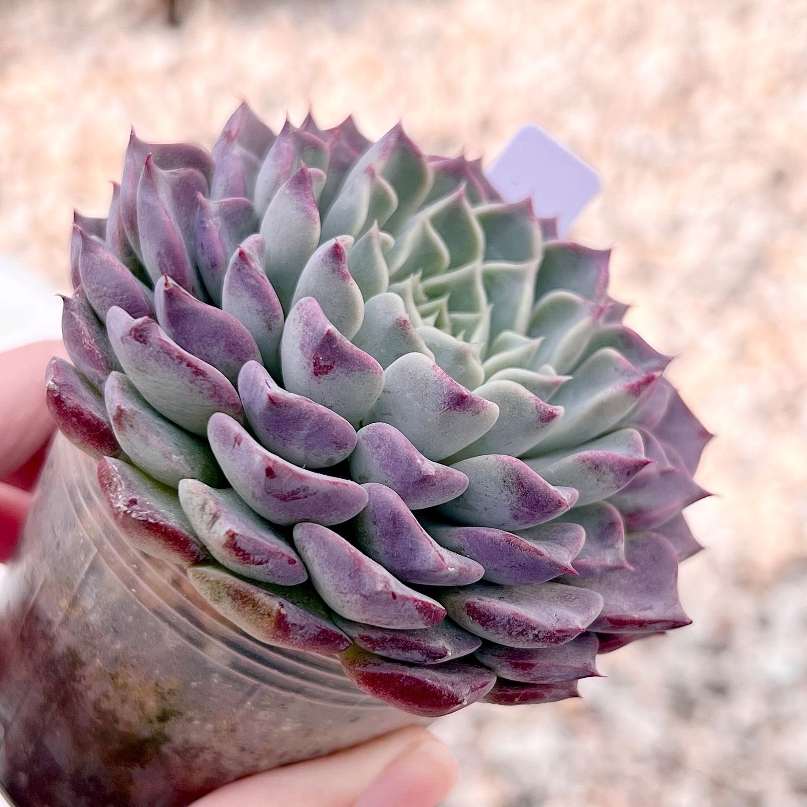 多肉植物 ハンエーリュウム 韓国苗 - メルカリ