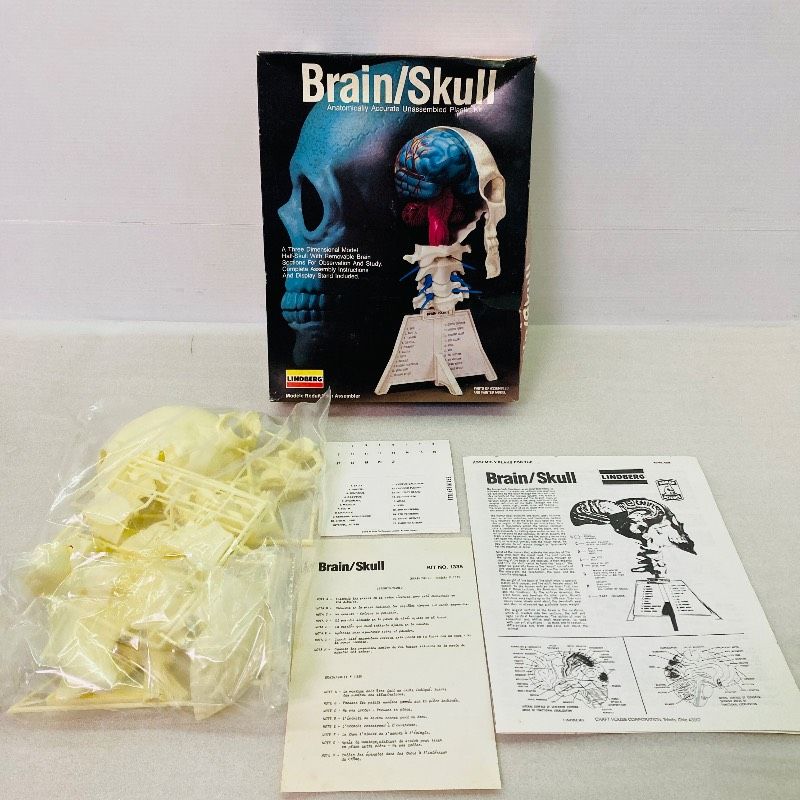 未組立品】リンドバーグ社製 Brain/Skull 脳/頭蓋骨 精密解剖学 人体 