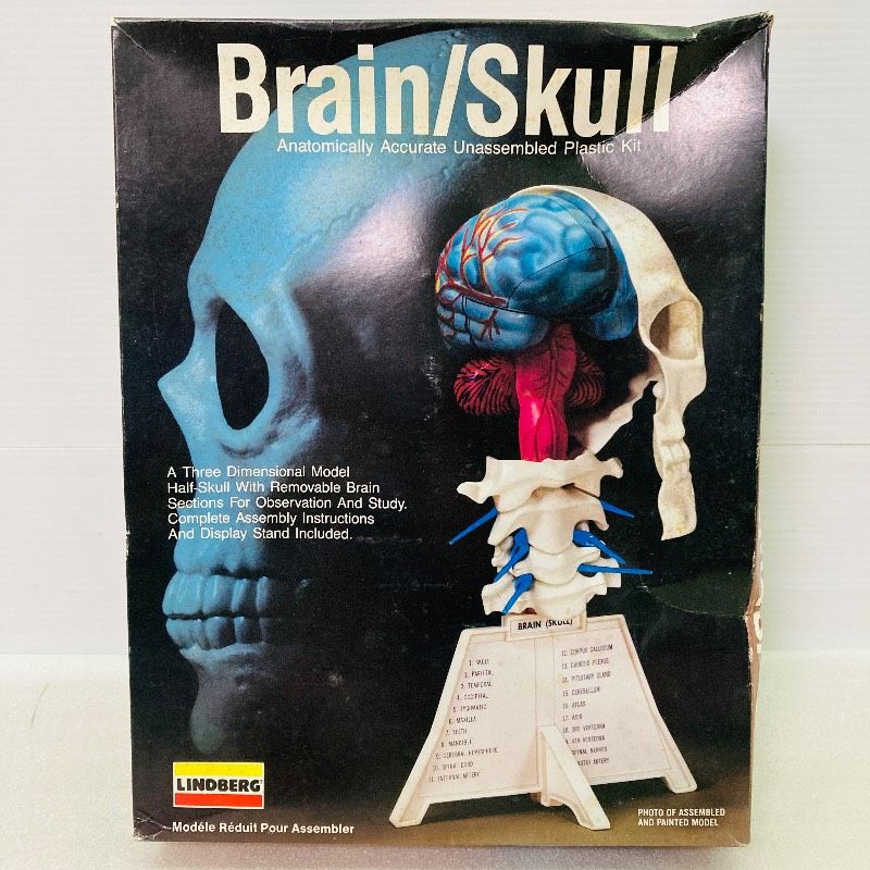 未組立品】リンドバーグ社製 Brain/Skull 脳/頭蓋骨 精密解剖学 人体