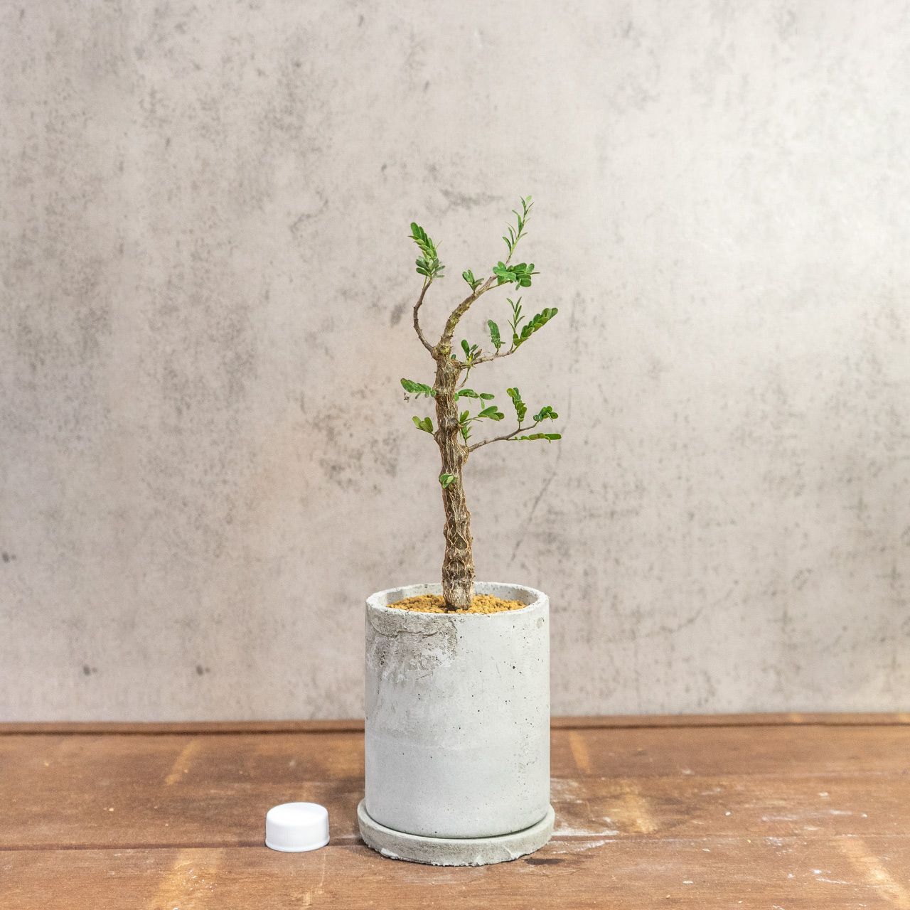 美樹形 センナ・メリディオナリス 盆栽仕立て 🌿手作りモルタル鉢＆虫