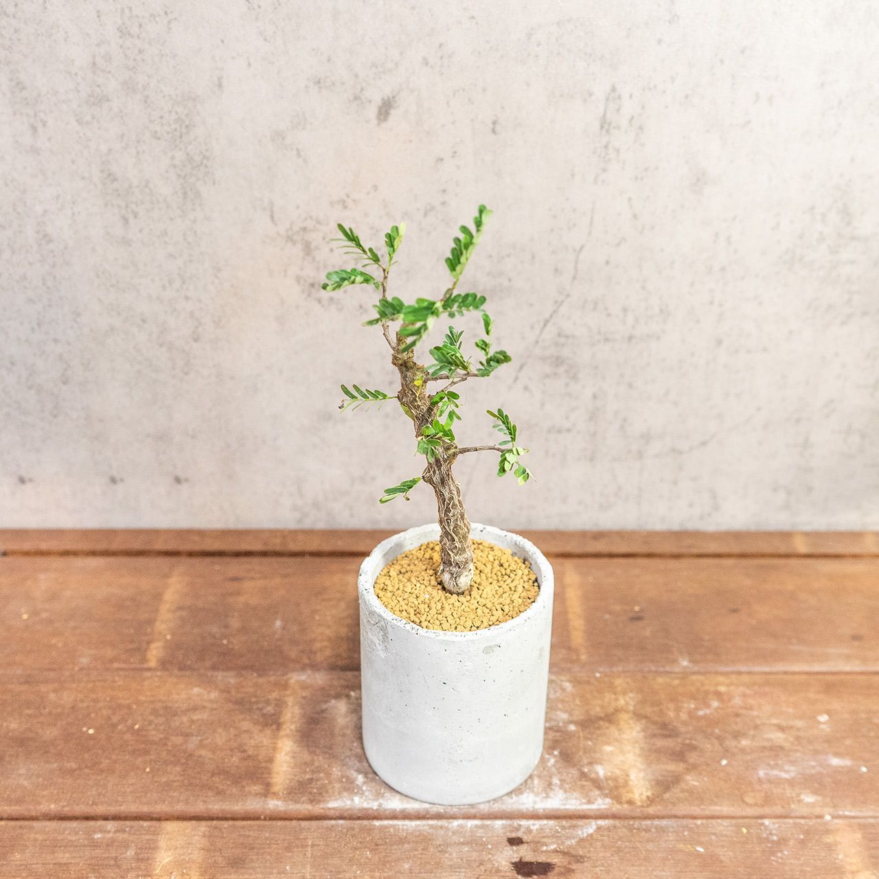 美樹形 センナ・メリディオナリス 盆栽仕立て 🌿手作りモルタル鉢＆虫