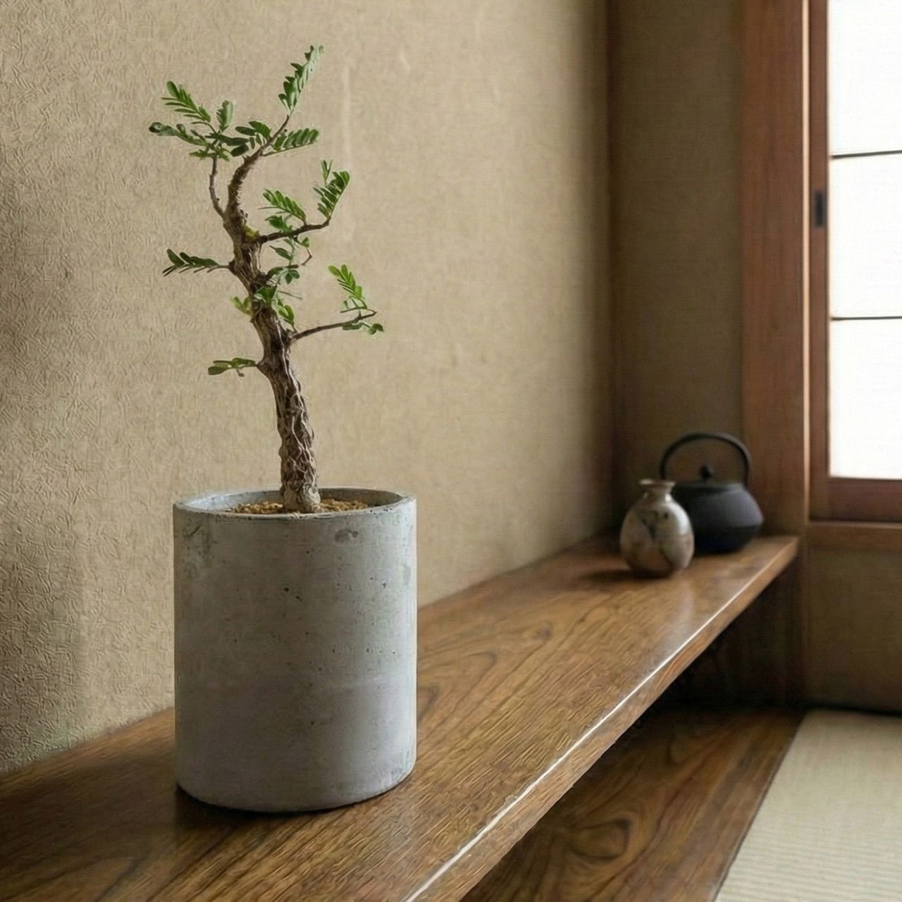 美樹形 センナ・メリディオナリス 盆栽仕立て 🌿手作りモルタル鉢＆虫