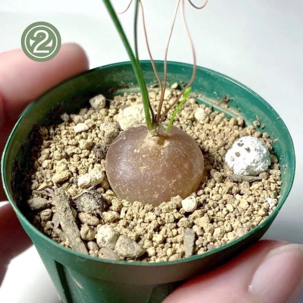 panda様専用ページ - メルカリ