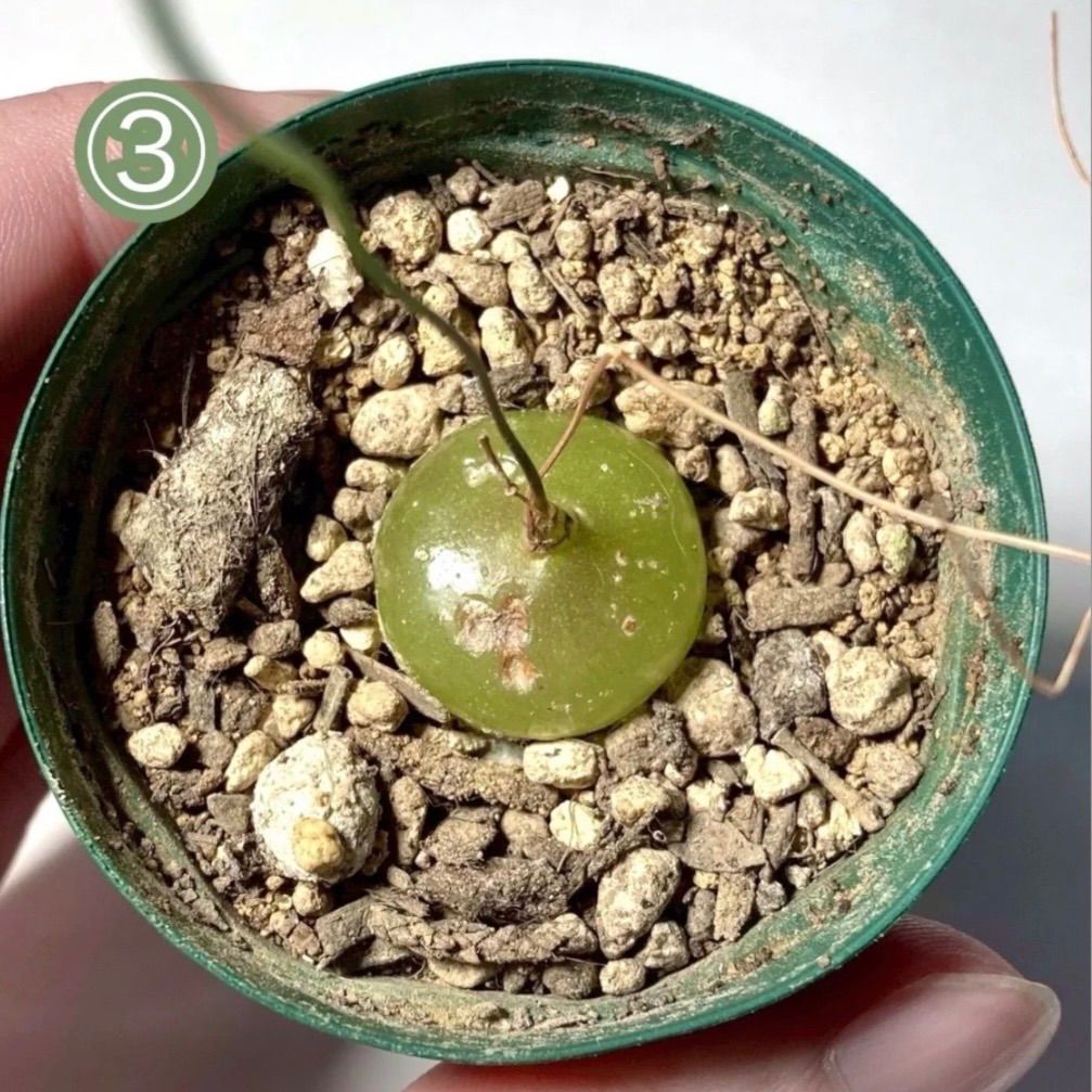 panda様専用ページ - メルカリ