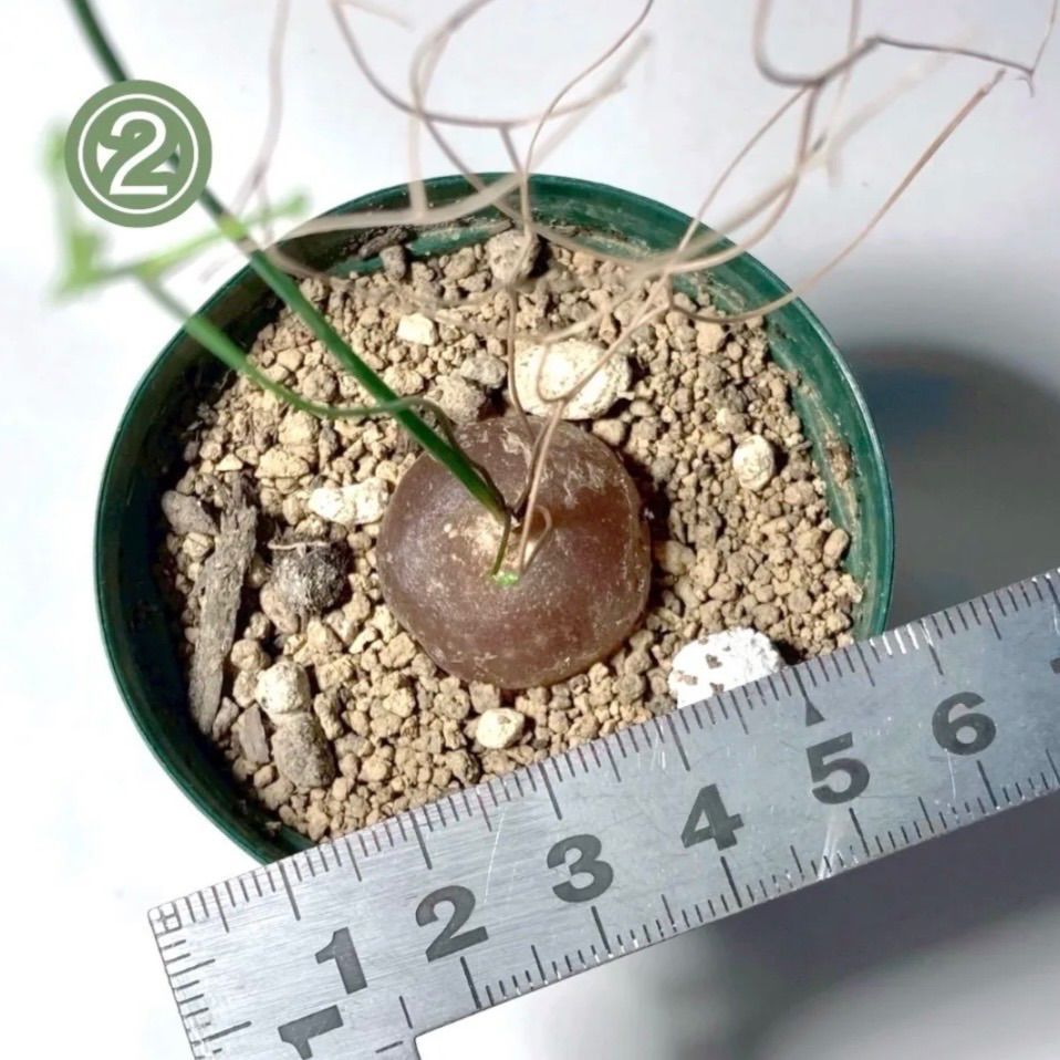 panda様専用ページ - メルカリ