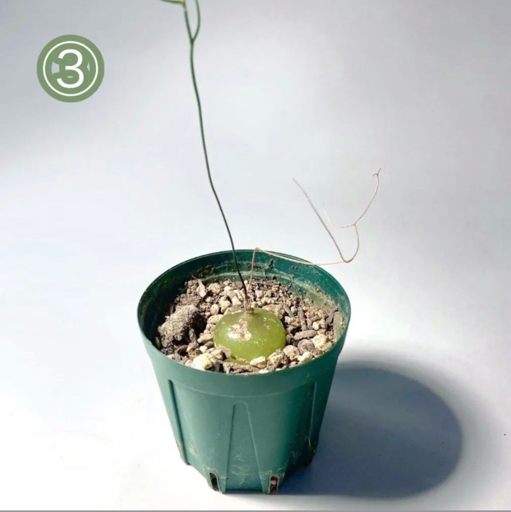 panda様専用ページ - メルカリ