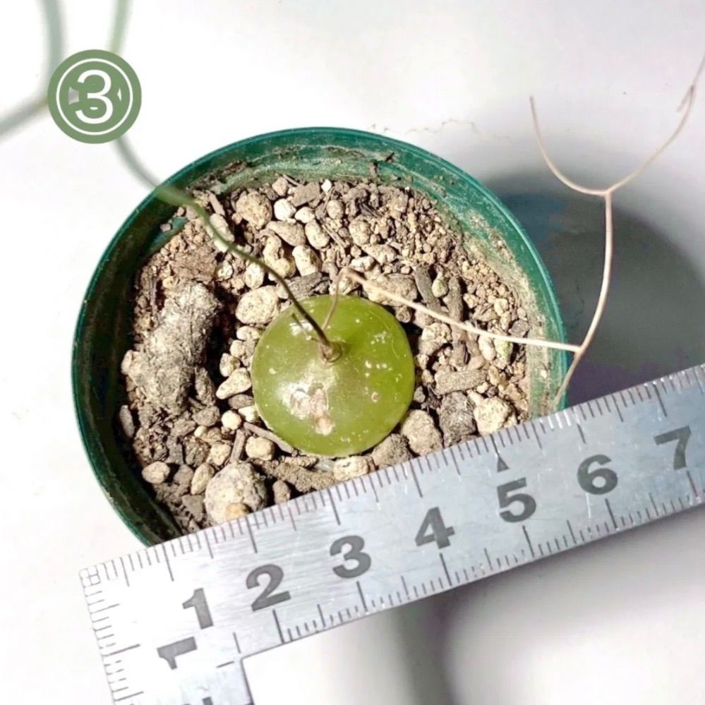 panda様専用ページ - メルカリ