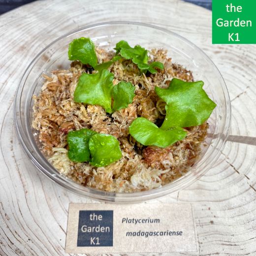 ビカクシダ】マダガスカリエンセ 幼苗 M063【コウモリラン】 - メルカリ