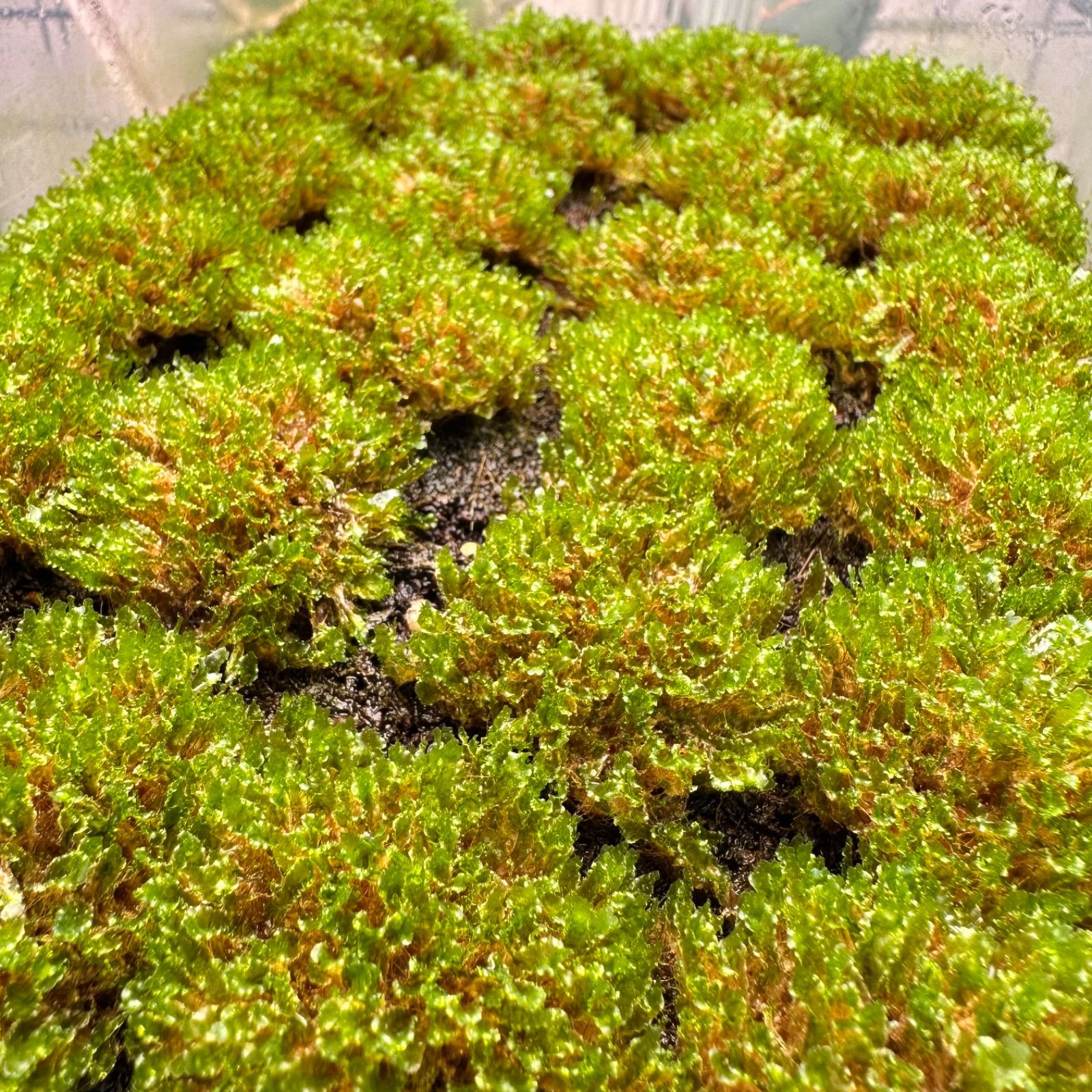 ①【限定出品】P.willinckii OMG 前葉体 タッパまるごと 限定出品】P.willinckii OMG 前葉体 タッパーまるごと - メルカリ