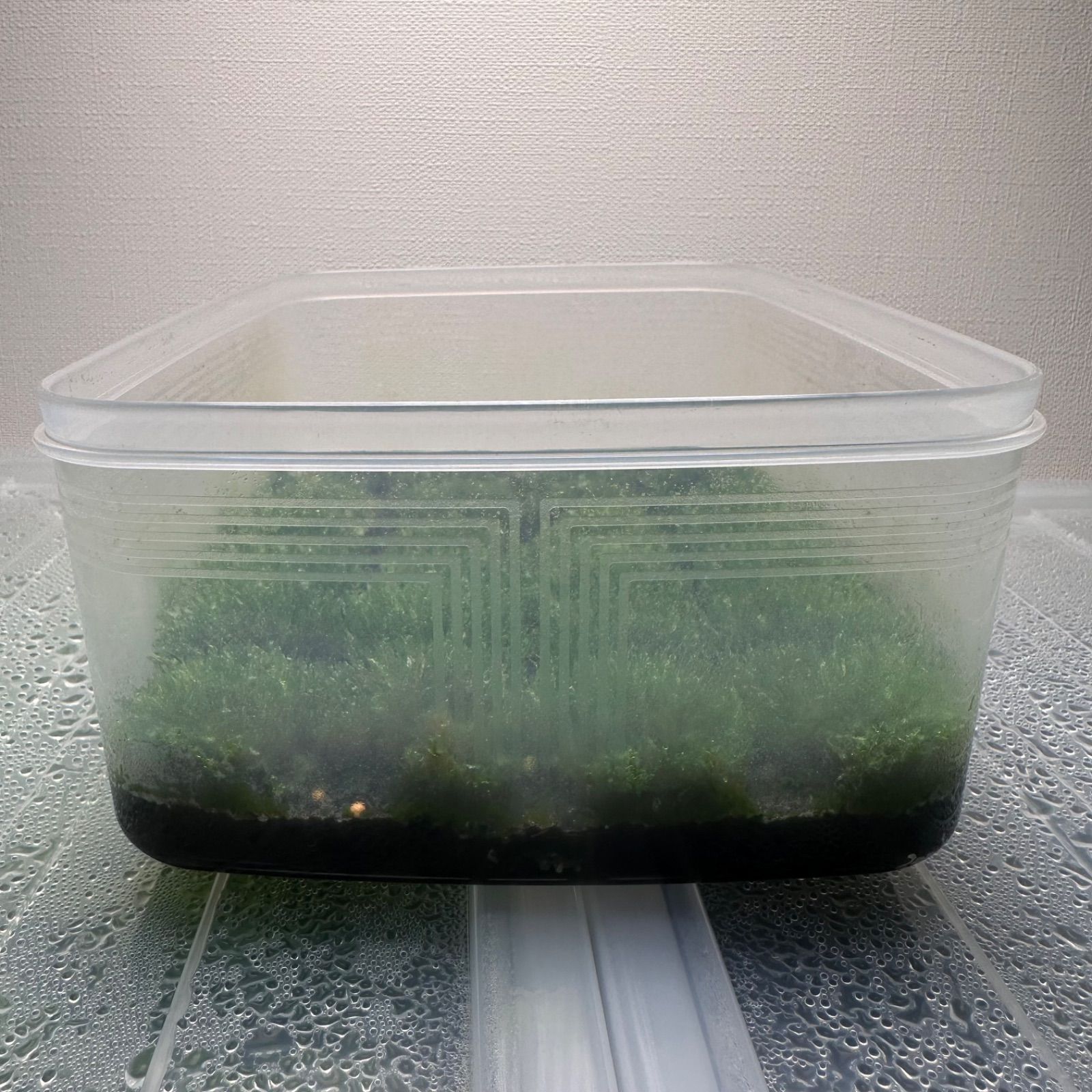 ①【限定出品】P.willinckii OMG 前葉体 タッパまるごと 限定出品】P.willinckii OMG 前葉体 タッパーまるごと - メルカリ