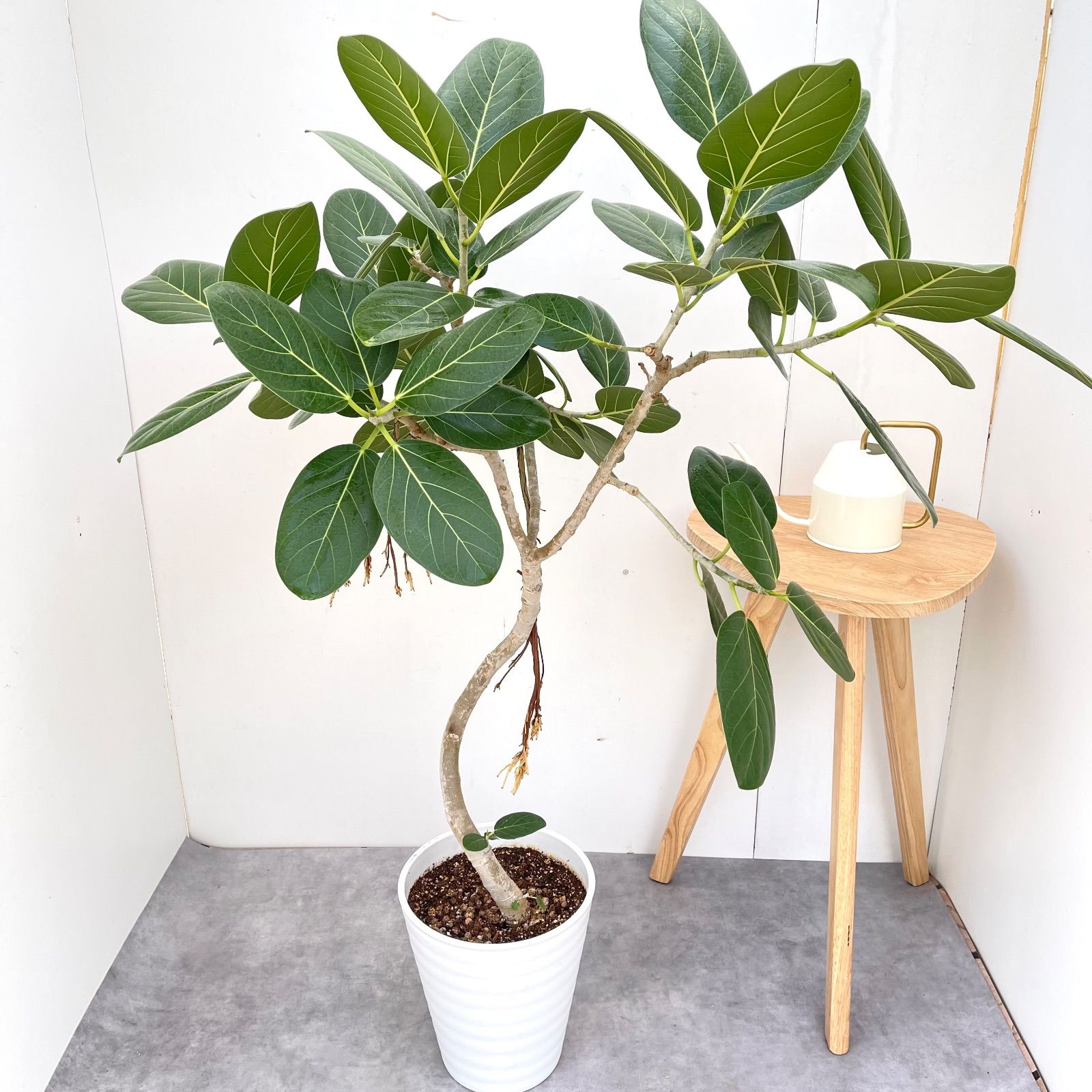 フィカス ベンガレンシス 曲がり 13【現品】観葉植物 大型 室内 - メルカリ