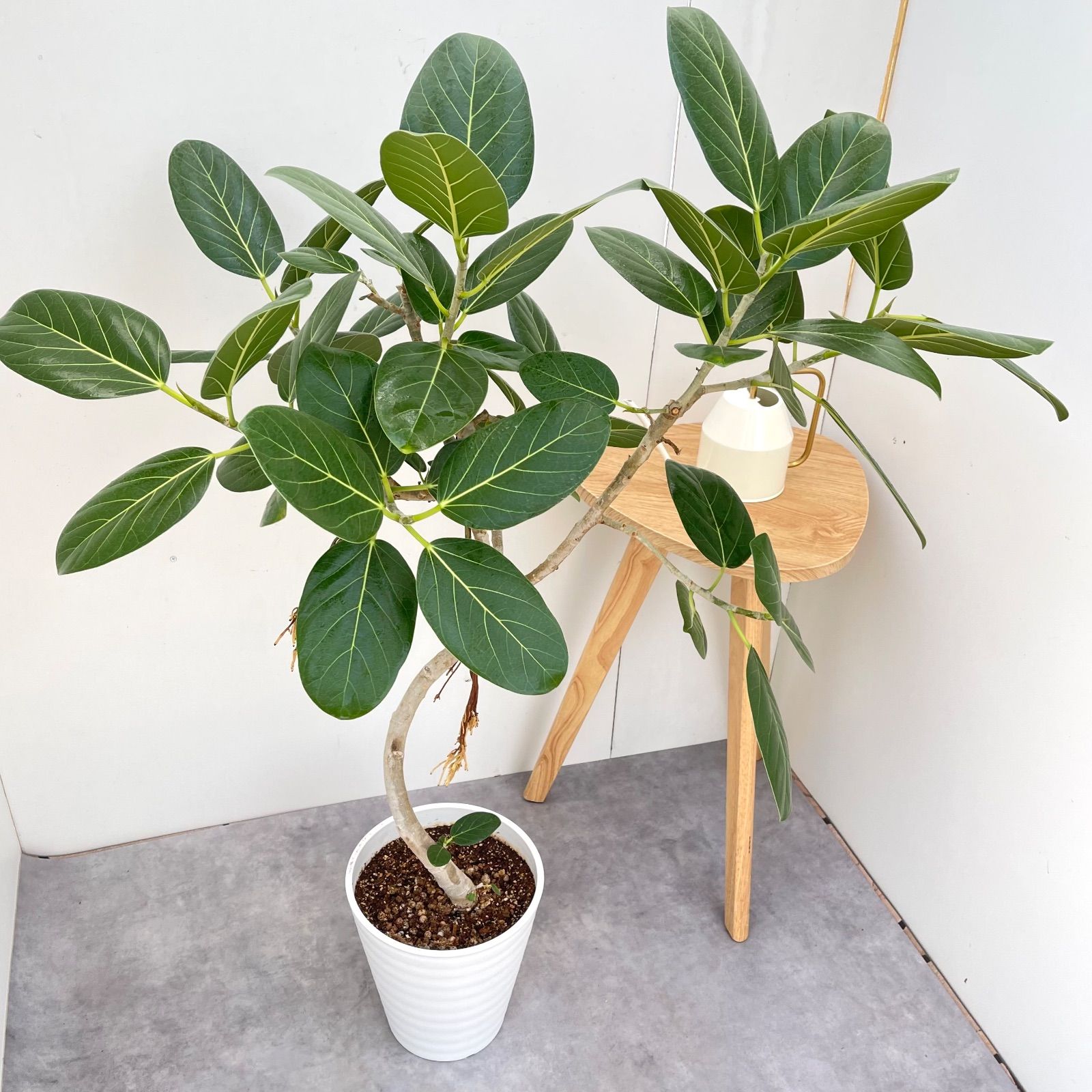 フィカス ベンガレンシス 曲がり 13【現品】観葉植物 大型 室内 - メルカリ