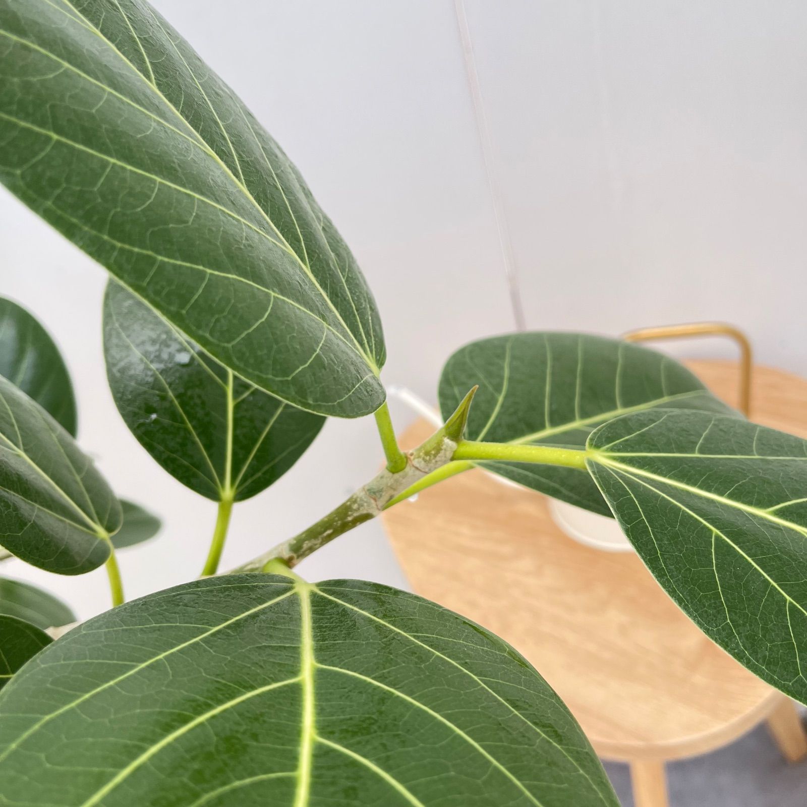 フィカス ベンガレンシス 曲がり 13【現品】観葉植物 大型 室内 - メルカリ