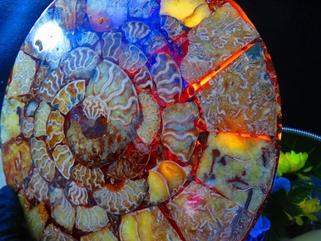 アンモライト化石 天然石 虹色 マダガスカル産 石標本 超大型