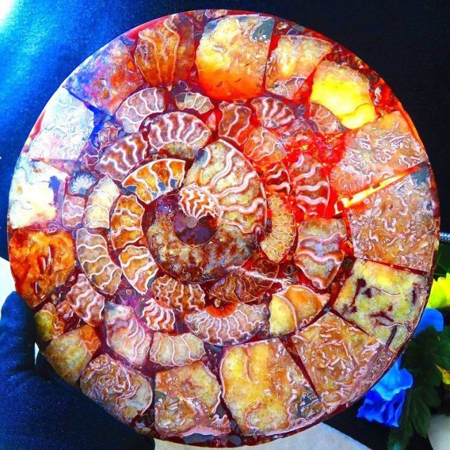 アンモライト化石　天然石　虹色　マダガスカル産　石標本　超大型 大型・1.2kg/18cm】虹色 遊色 アンモナイト 化石 標本 マダガスカル産