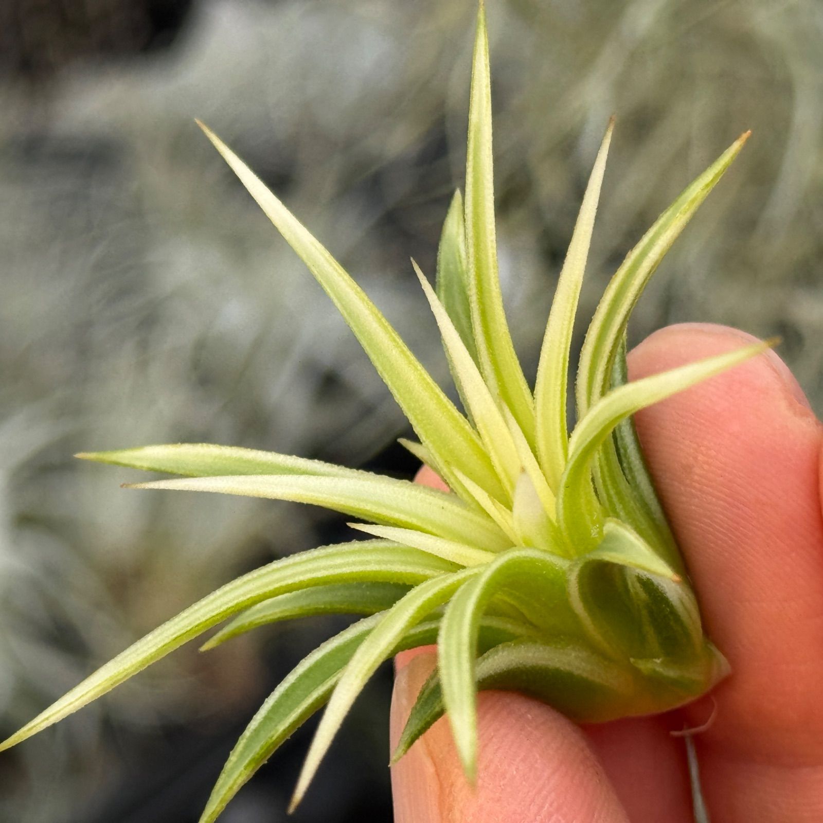 現品＊ ホワイト率多め＊ 極上株＊ チランジア イオナンタ アルボ