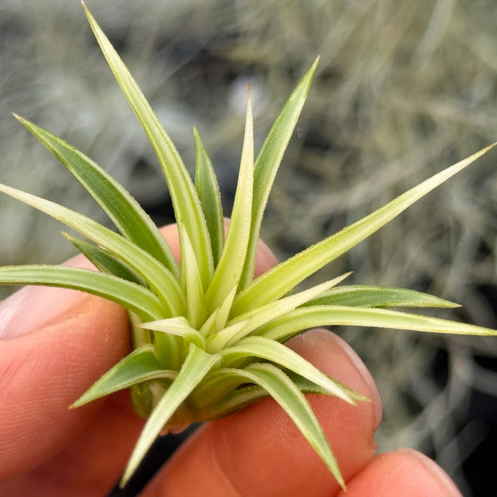 現品＊ ホワイト率多め＊ 極上株＊ チランジア イオナンタ アルボ