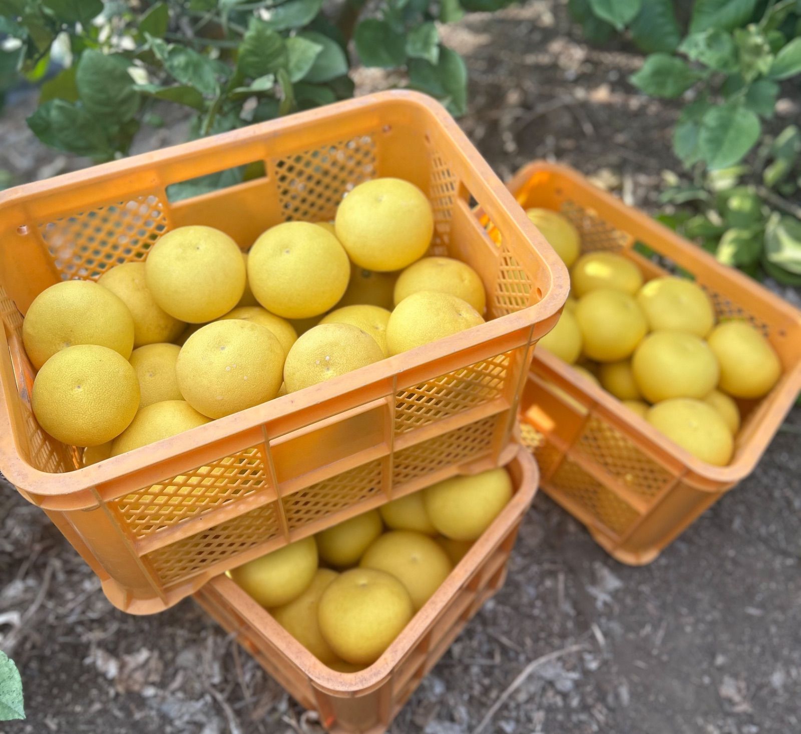 高知県産土佐文旦５キロ、即購入OK 高知県産土佐文旦5キロ、即購入OK - メルカリ