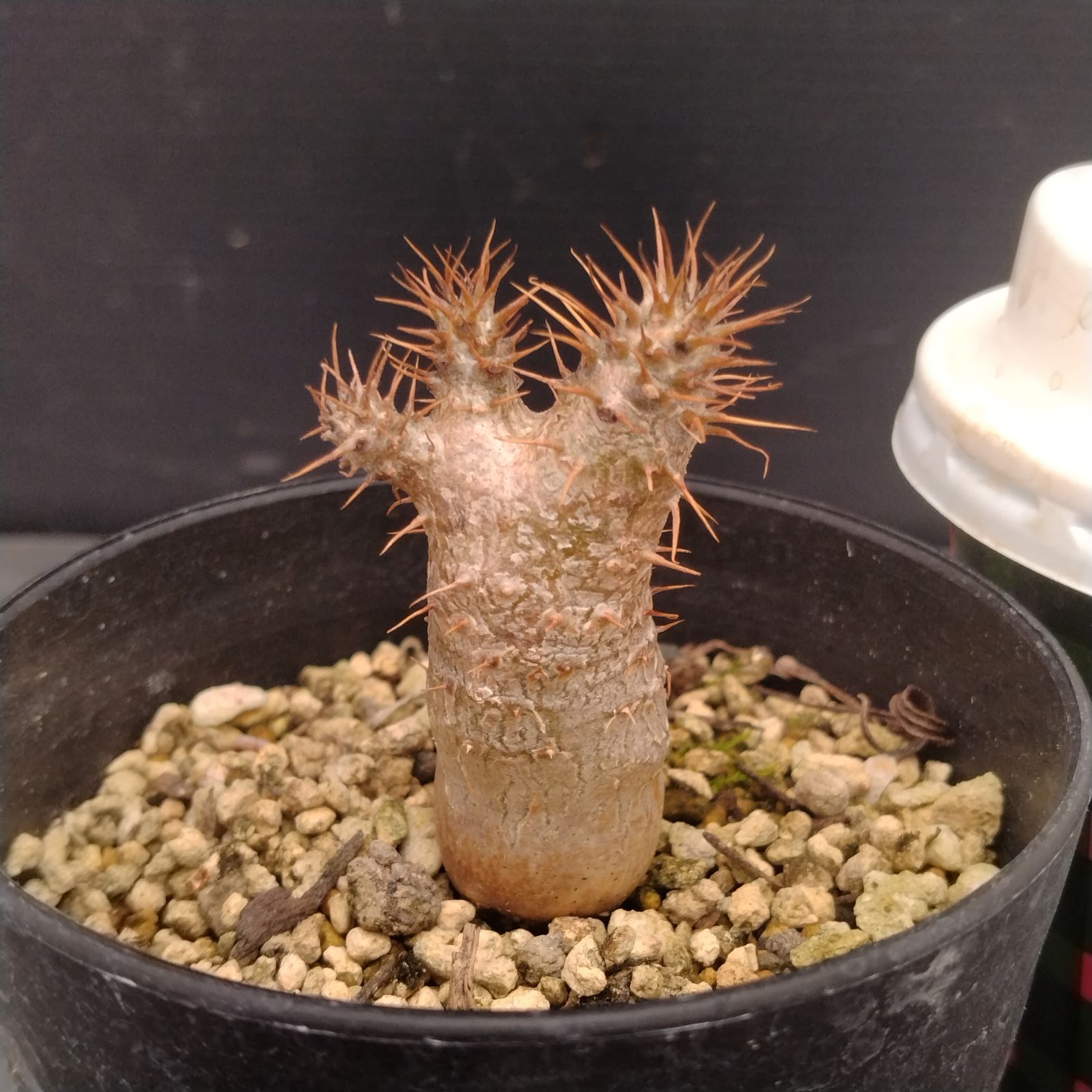 パキポディウムグラキリス実生株 塊根幅約5cm 現品鉢ごと発送 コーデックス：パキポディウム グラキリス 実生*塊根幅5cm 現品