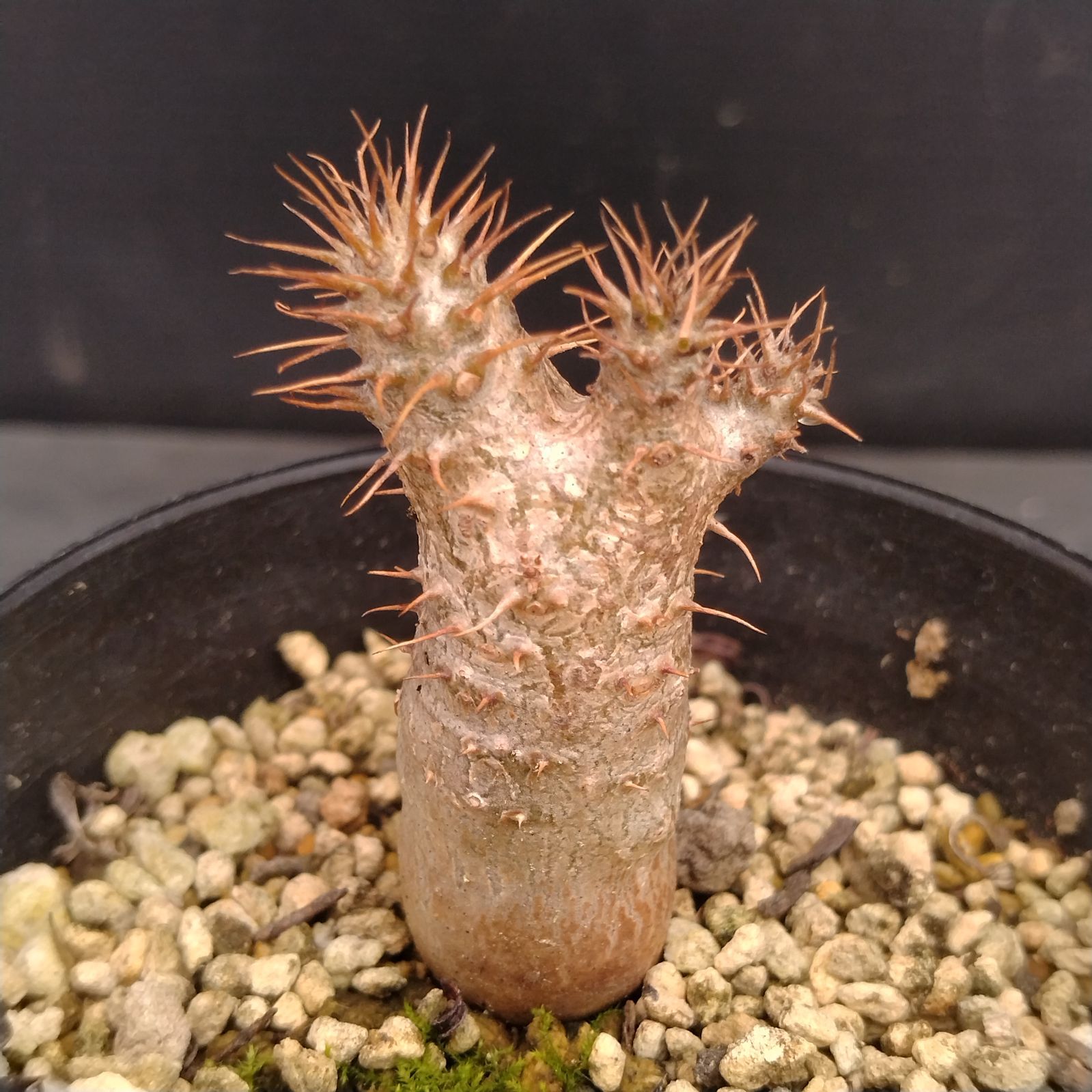 L042【自社養生株】パキポディウム グラキリス（実生・鉢植え）【塊根