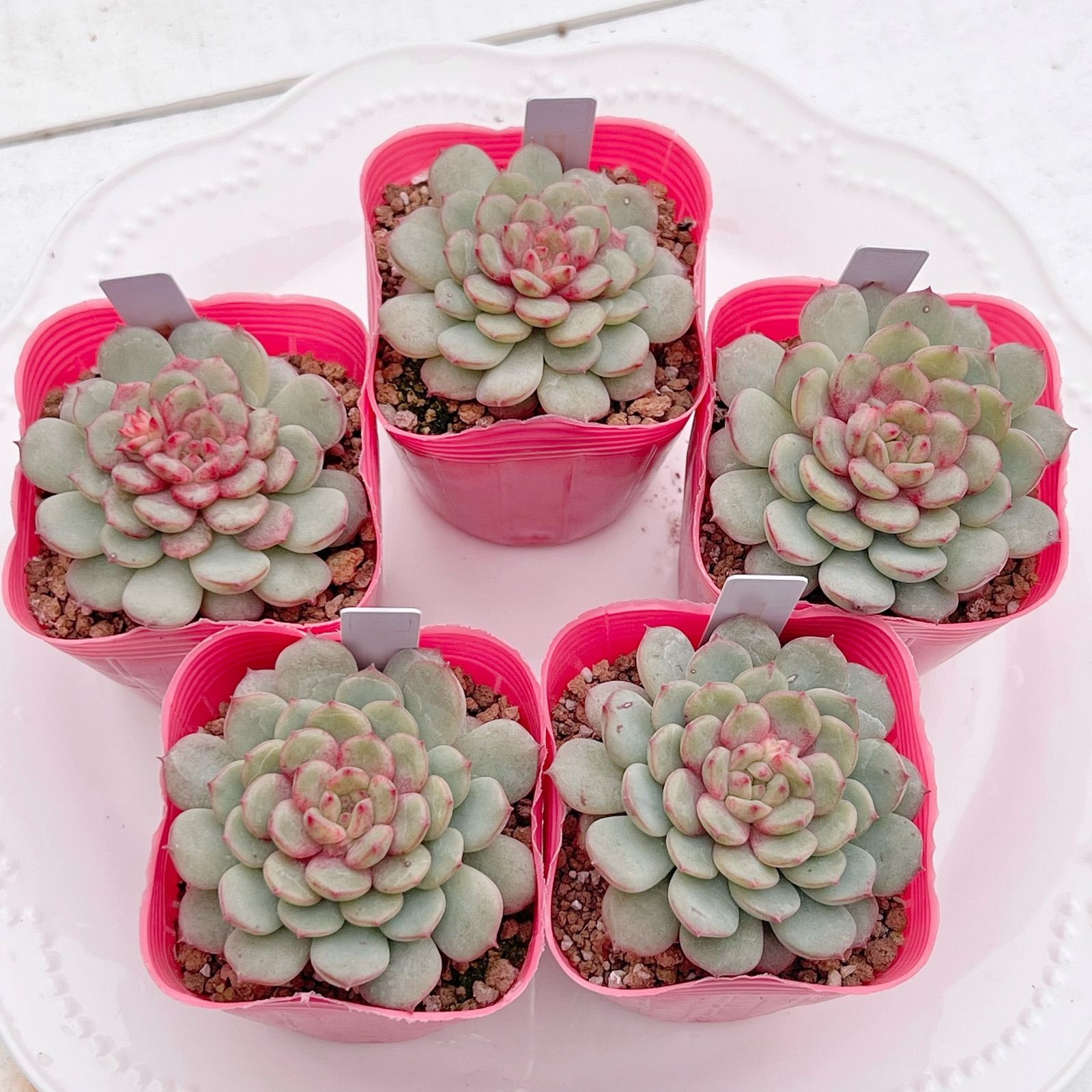 No.7 ゴールドラッシュ（新品種）多肉植物 エケベリア 韓国苗 【公式通販】