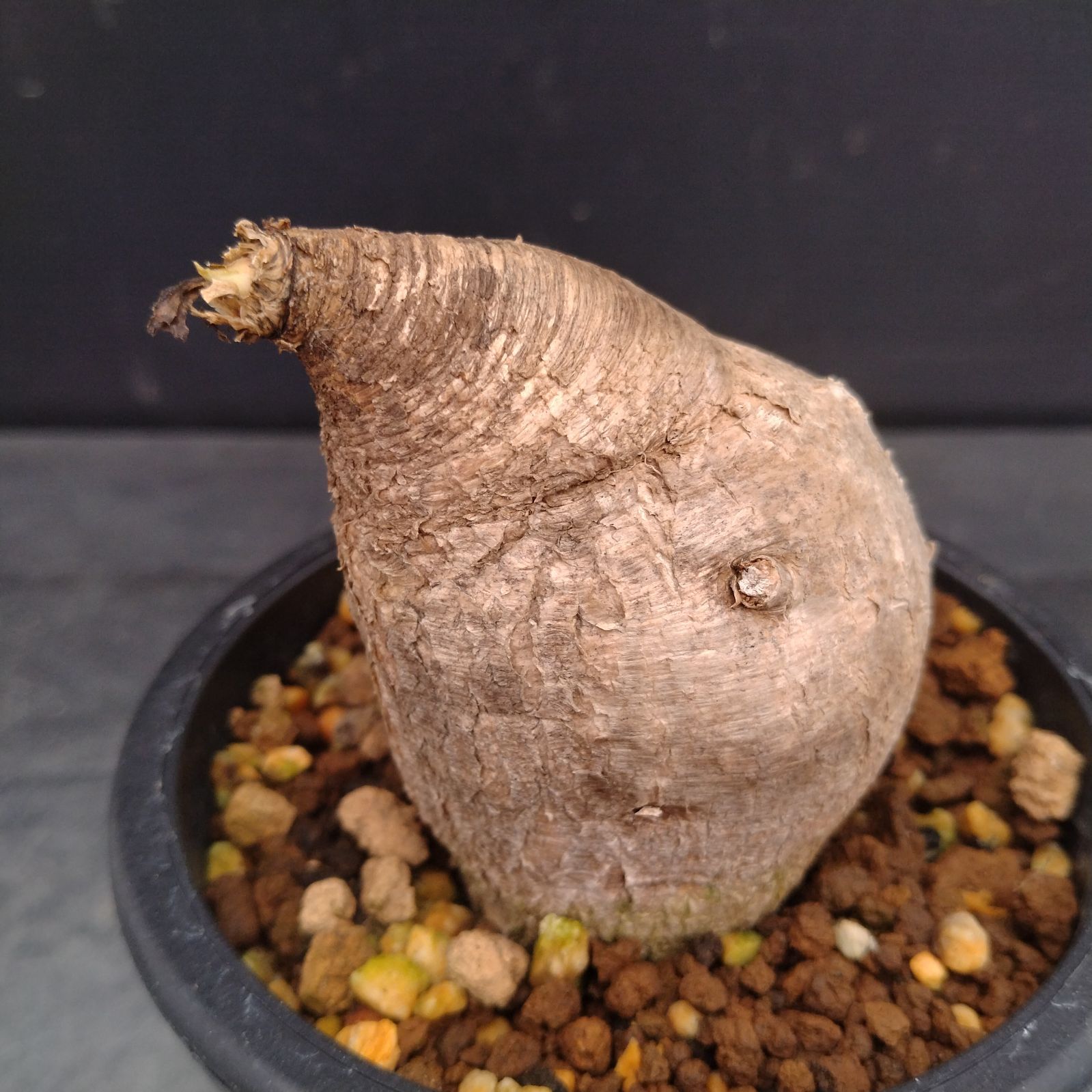 L099【自社養生株】ユーフォルビア プリムリフォリア（現地球・発根株