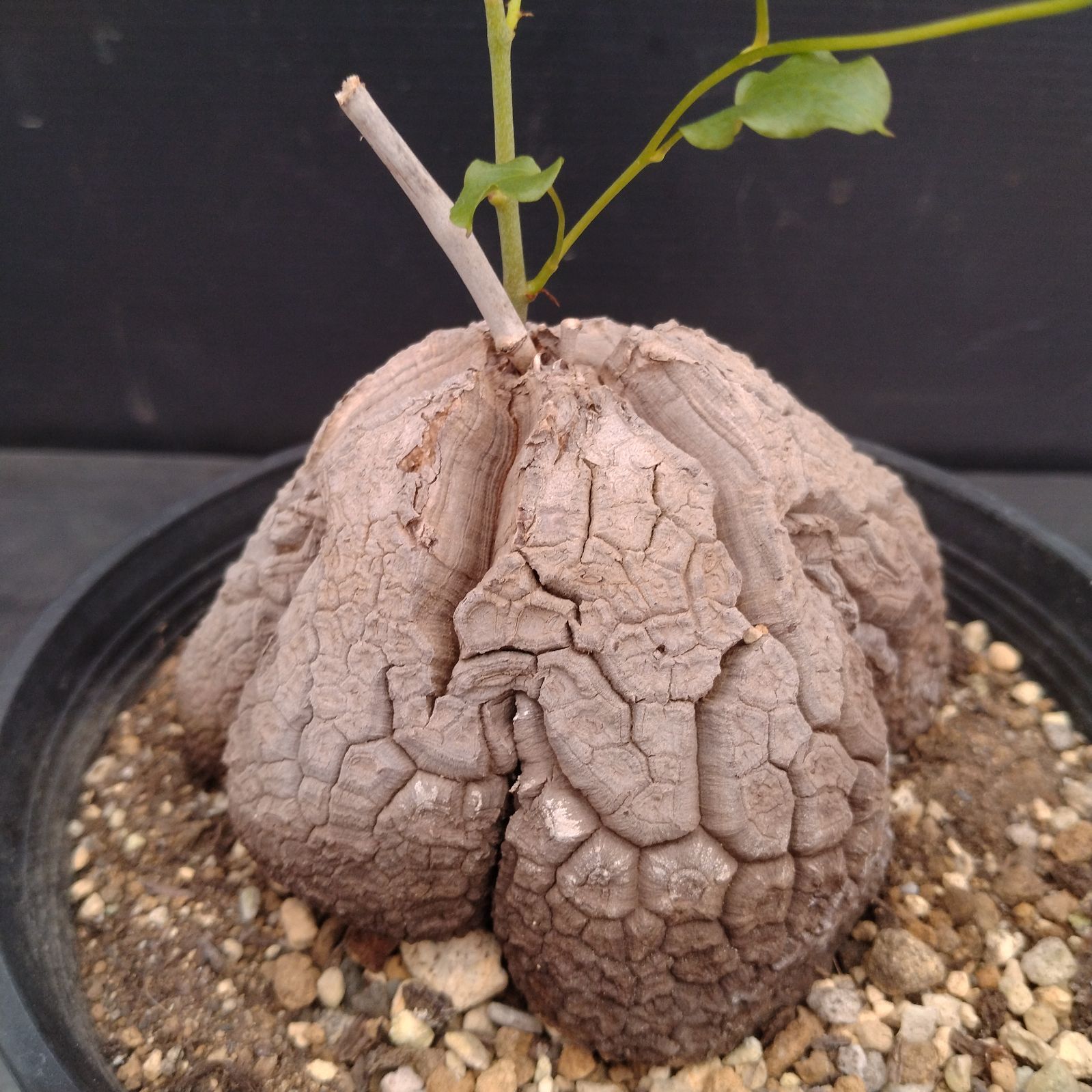 L104【自社養生株】ディオスコレア アフリカ亀甲竜（発根未確認株