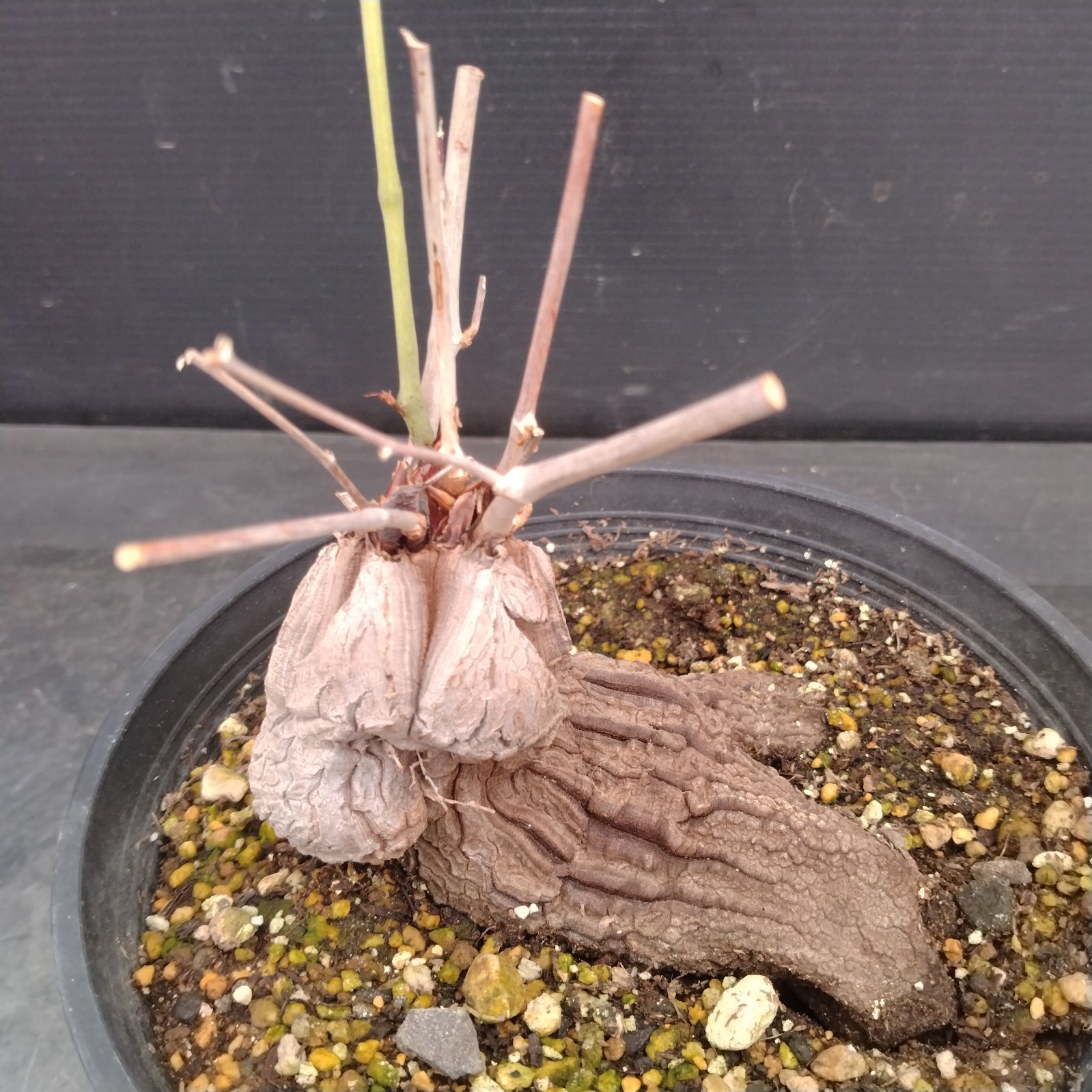 L106【自社養生株】ディオスコレア アフリカ亀甲竜（発根未確認株