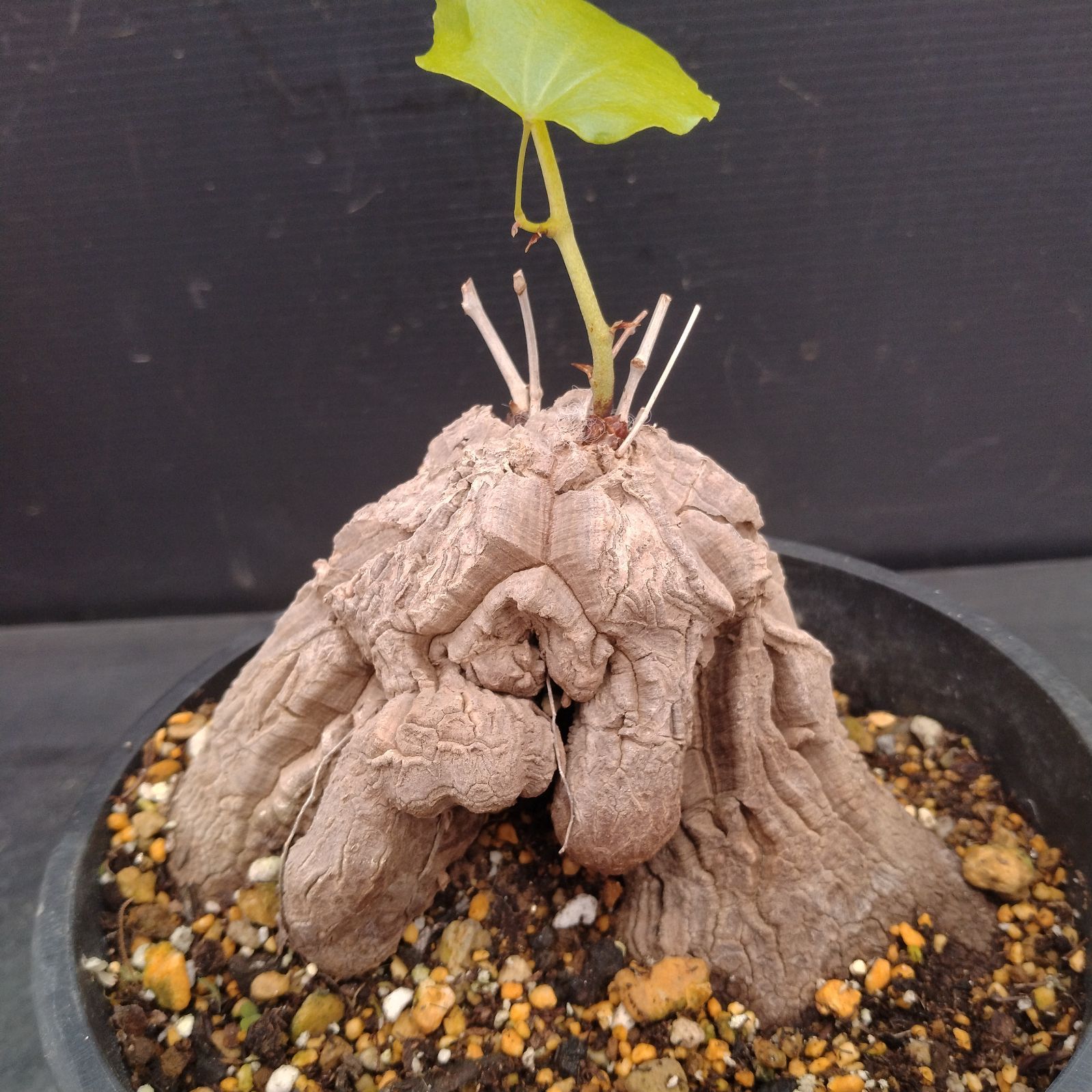 L108【自社養生株】ディオスコレア アフリカ亀甲竜（発根未確認株