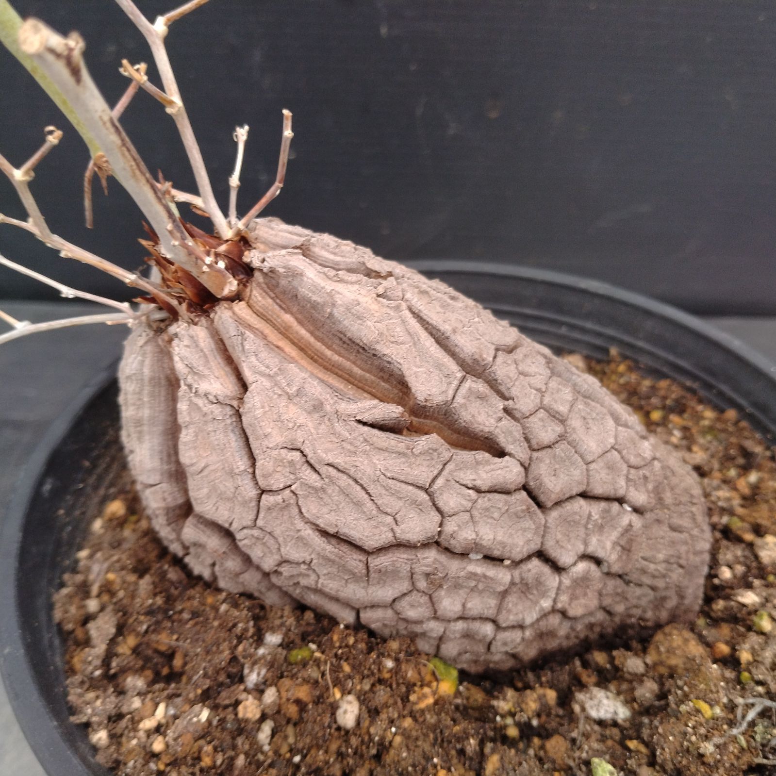 L109【自社養生株】ディオスコレア アフリカ亀甲竜（発根未確認株