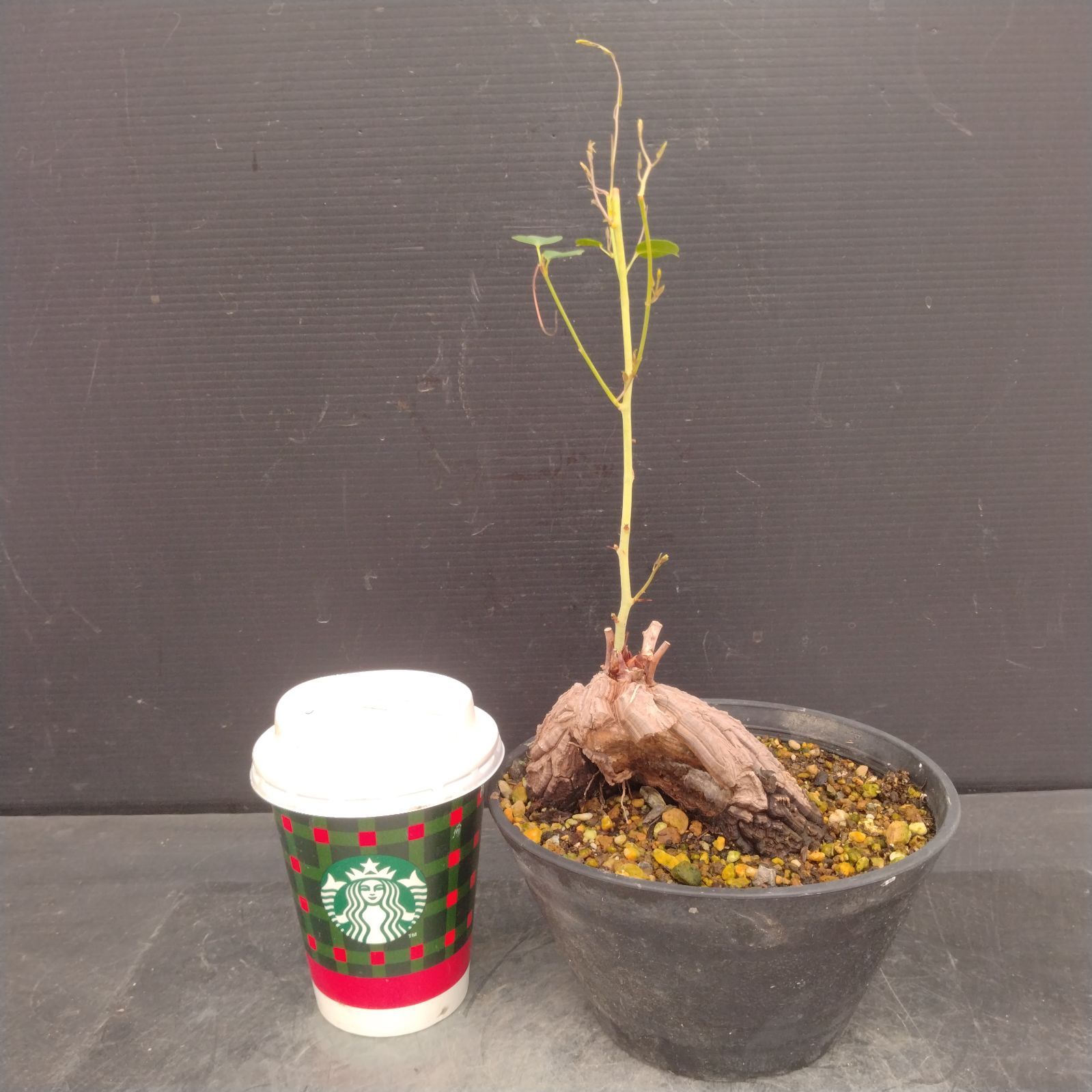 L110【自社養生株】ディオスコレア アフリカ亀甲竜（発根未確認株