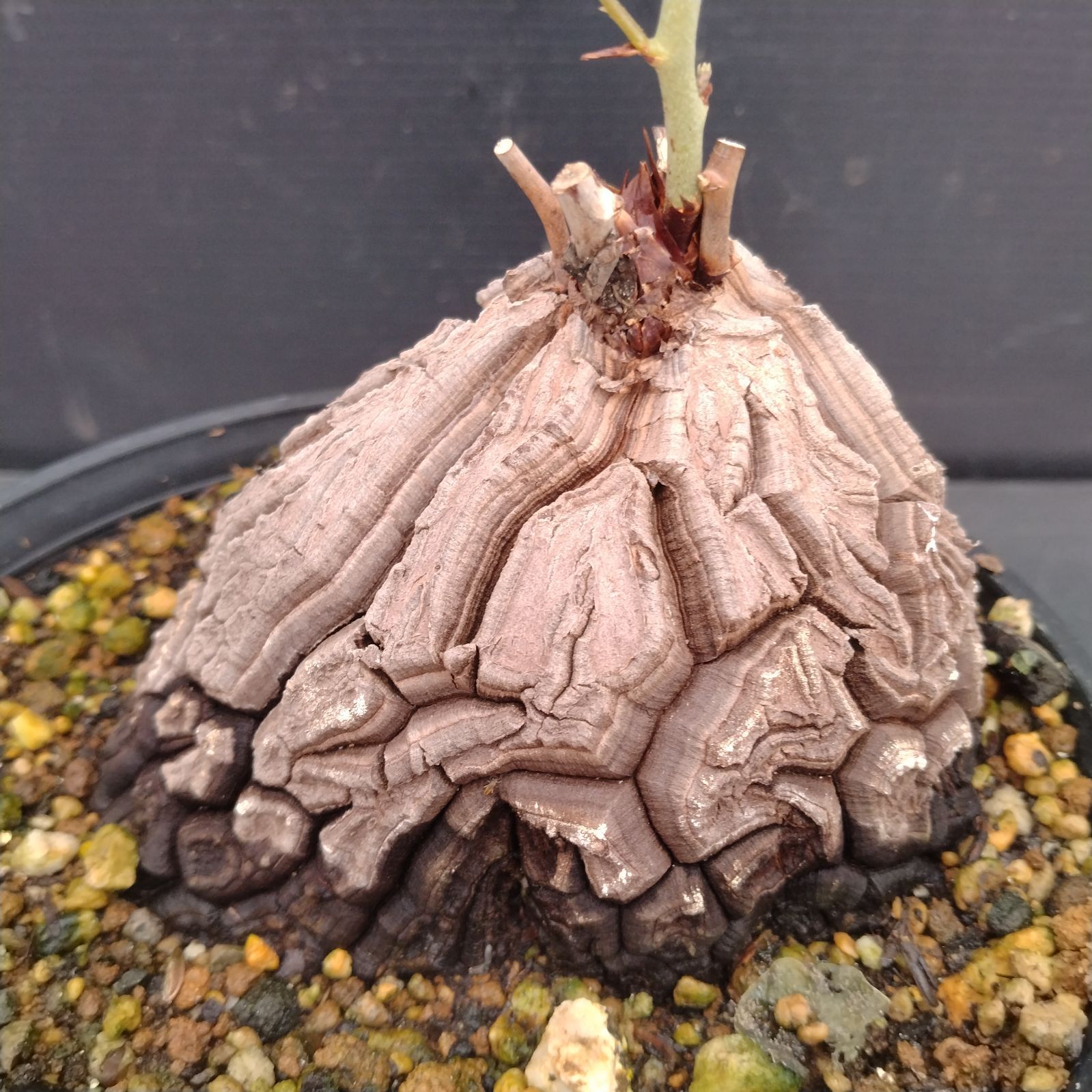 L110【自社養生株】ディオスコレア アフリカ亀甲竜（発根未確認株