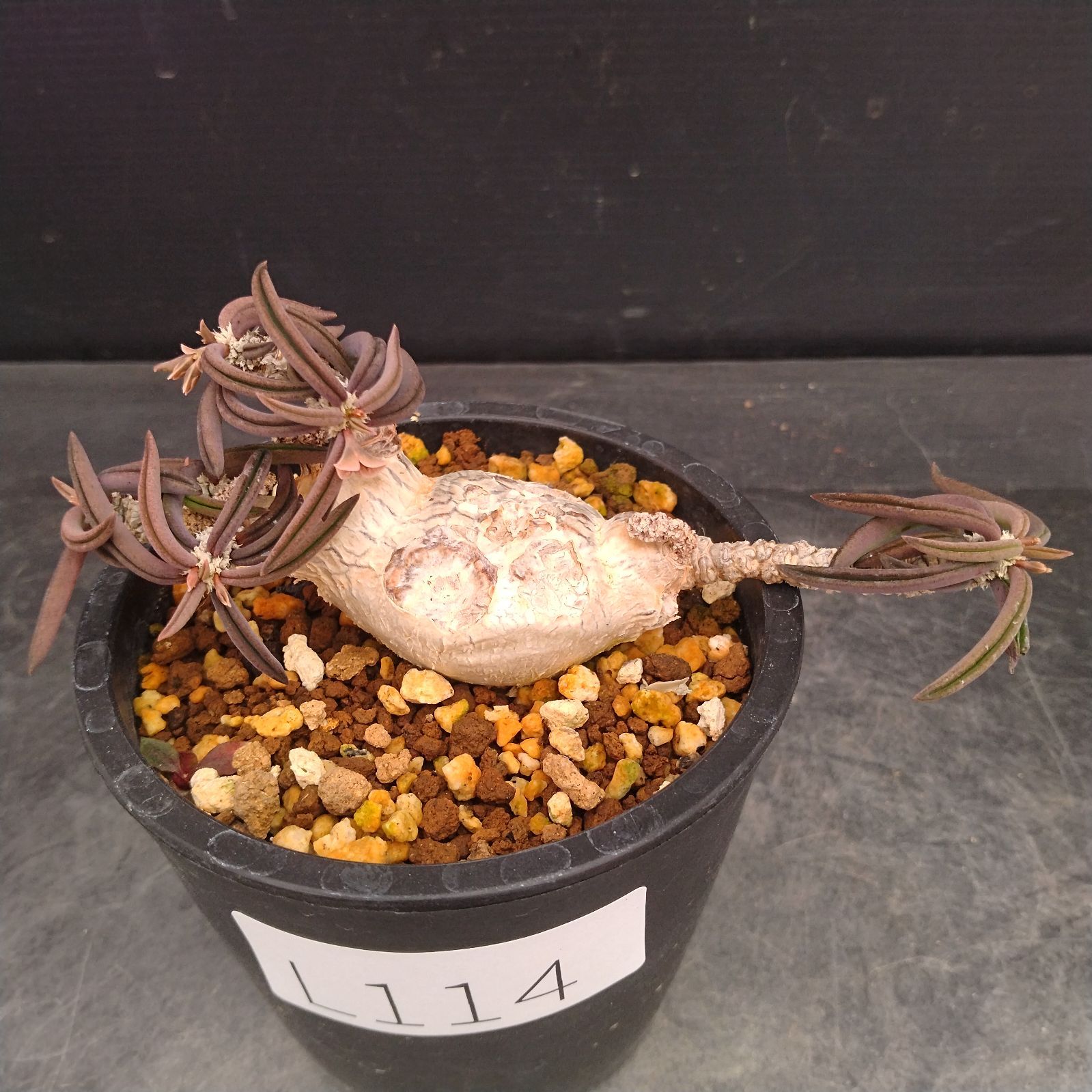 L114【自社養生株】ユーフォルビア キリンドリフォリア（実生・発根株