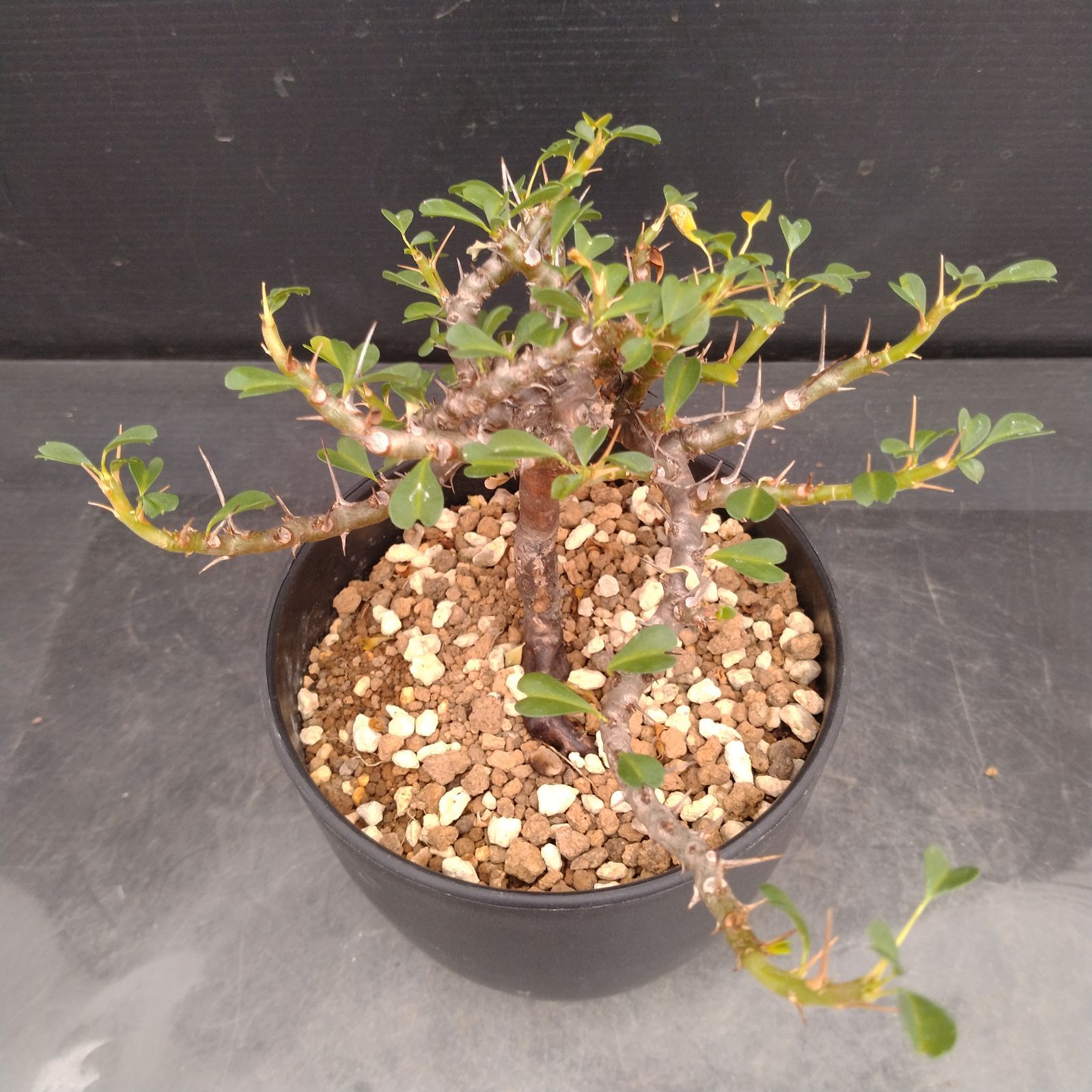 U031 厳選超美形展開株！サルコカウロン バンデリエティアエ現地球