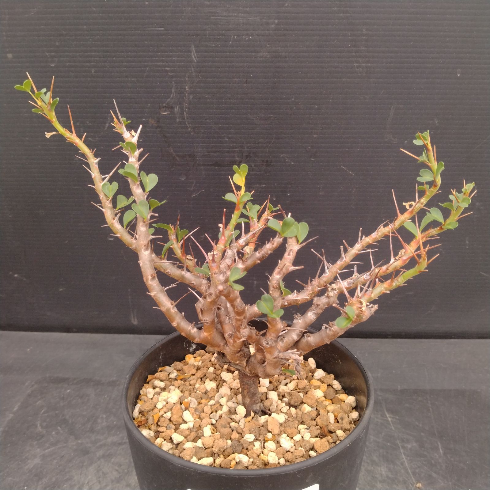 L120【自社養生株】サルコカウロン バンデリエティアエ（現地球・発