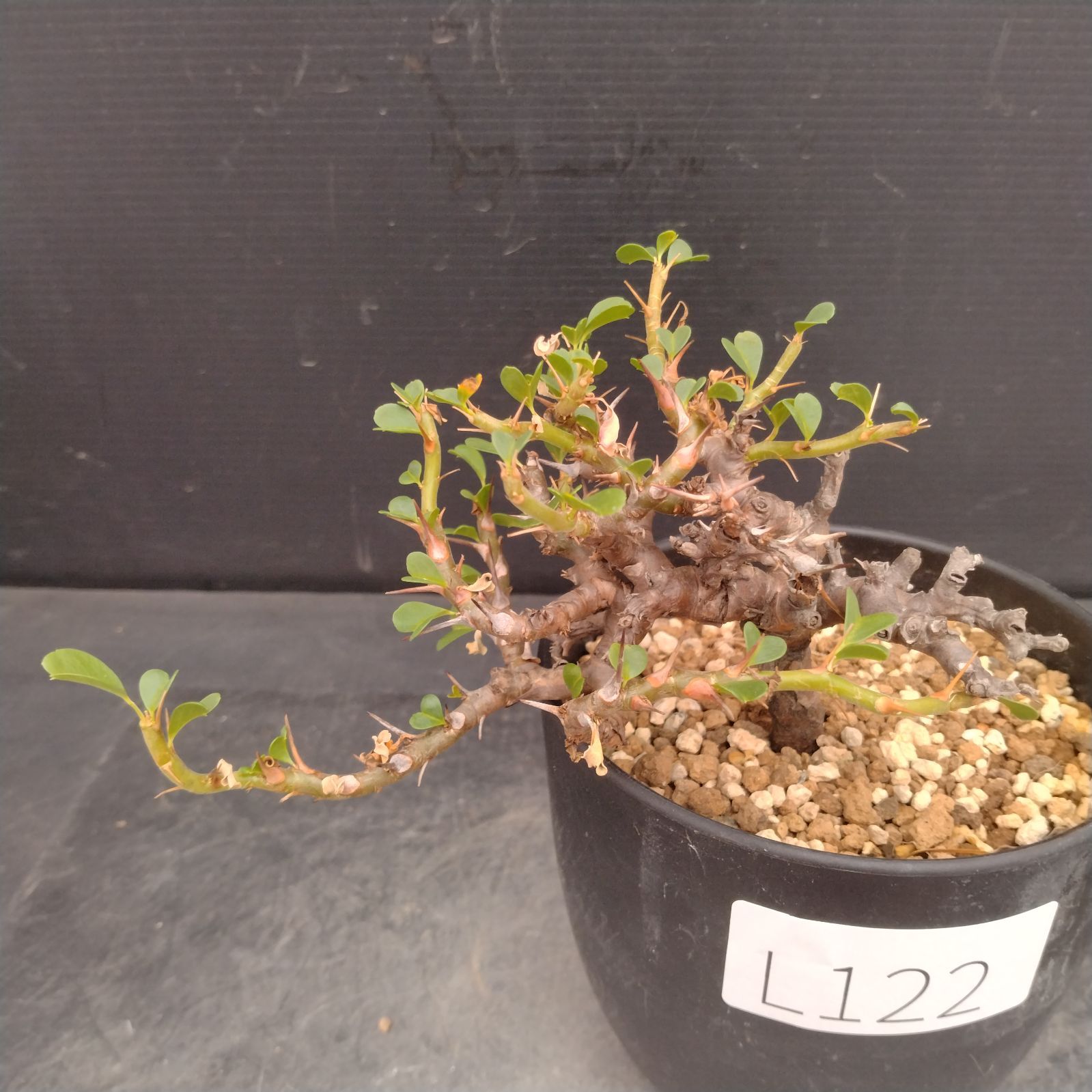 L122【自社養生株】サルコカウロン バンデリエティアエ（現地球・発