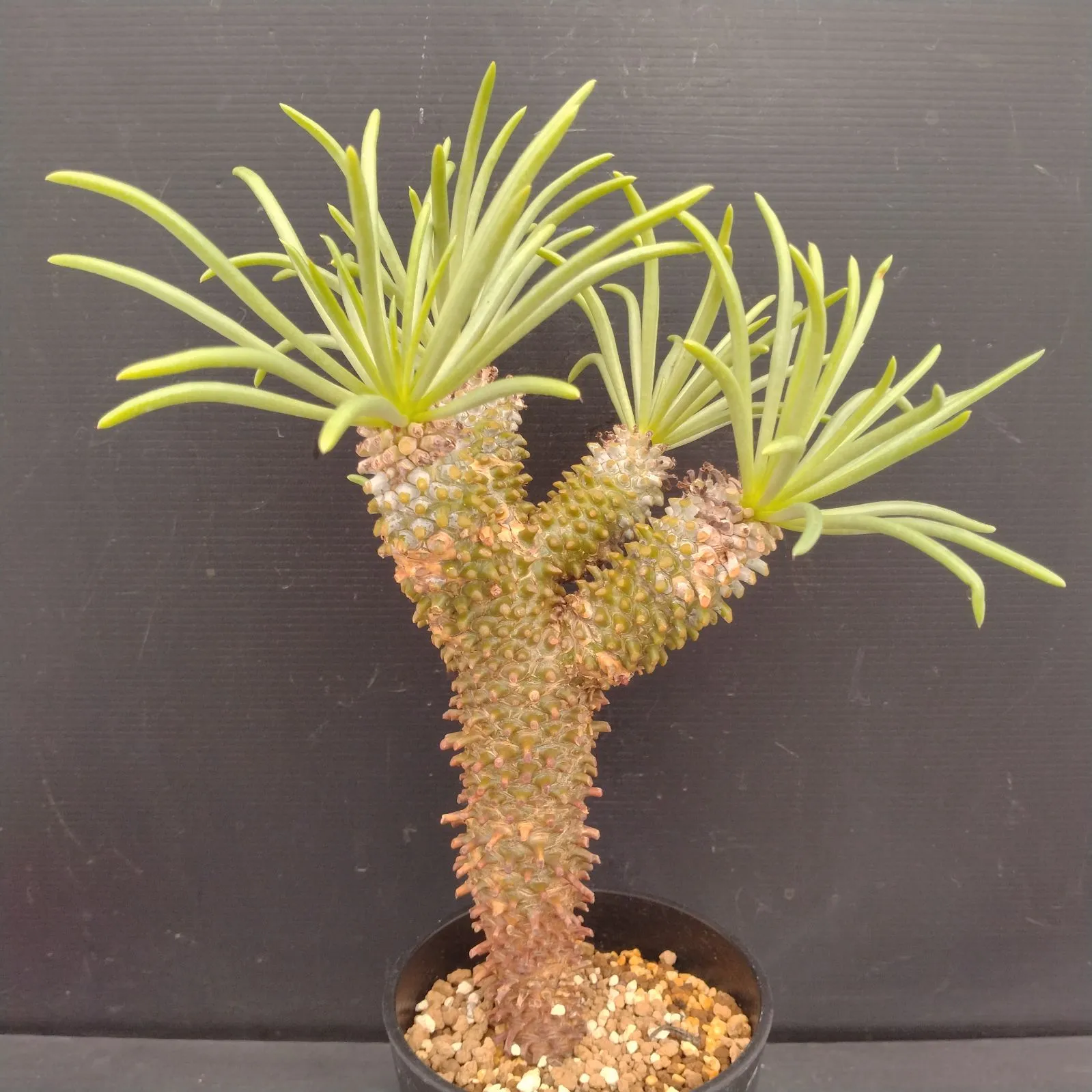 2026年最新】チレコドン ワリチーの人気アイテム - メルカリ