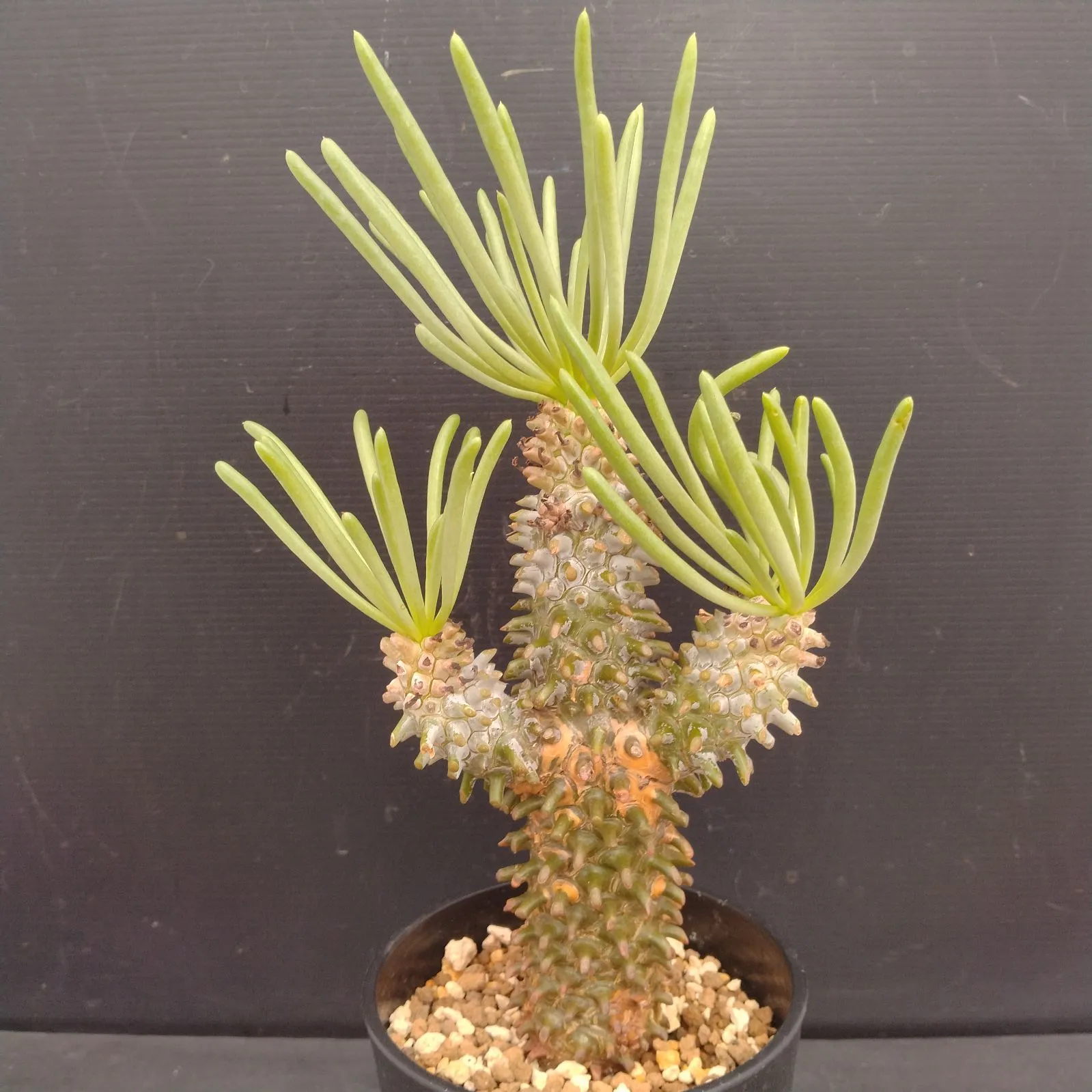 2026年最新】チレコドン ワリチーの人気アイテム - メルカリ