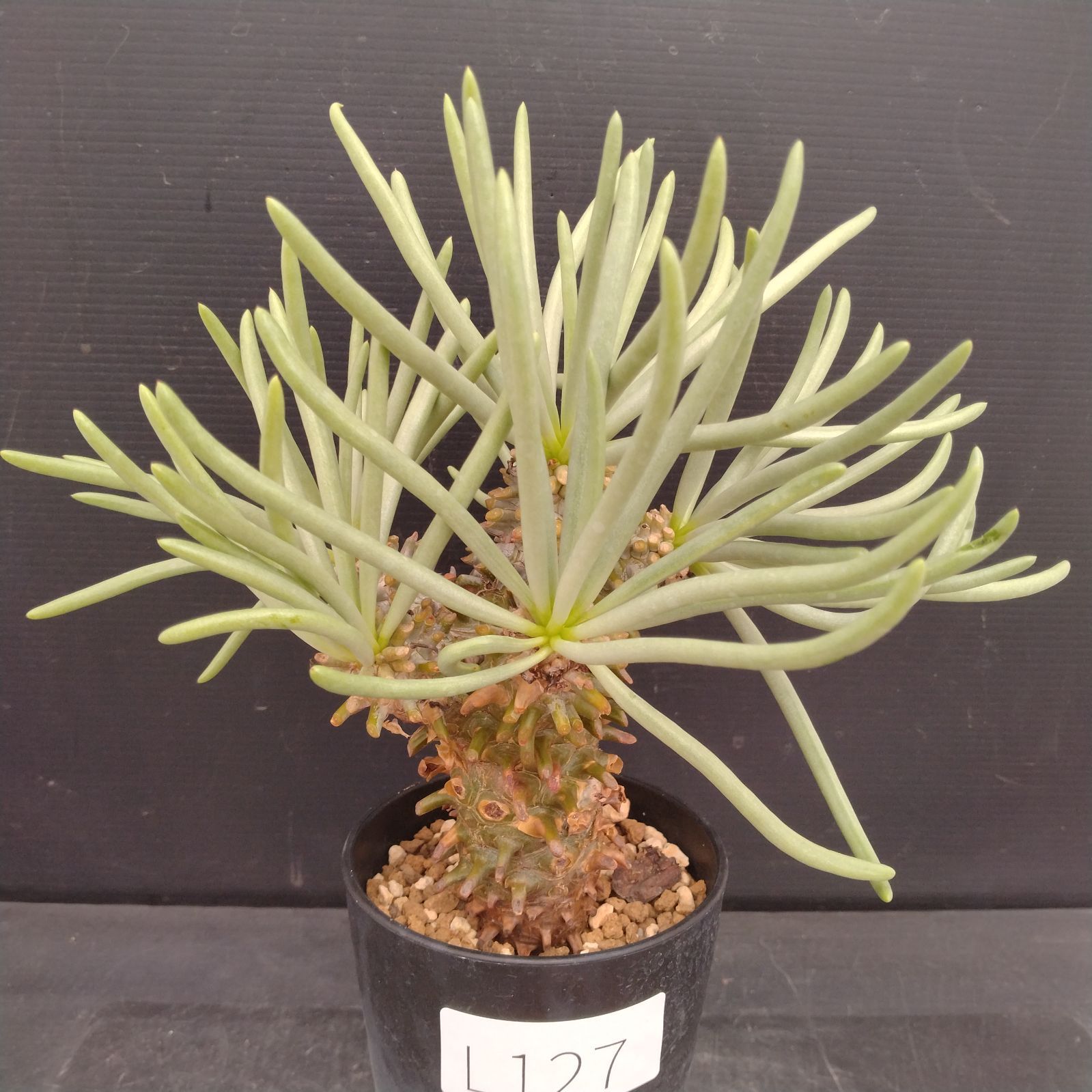 L127【自社養生株】チレコドン ワリチー（現地球・発根株・鉢植え