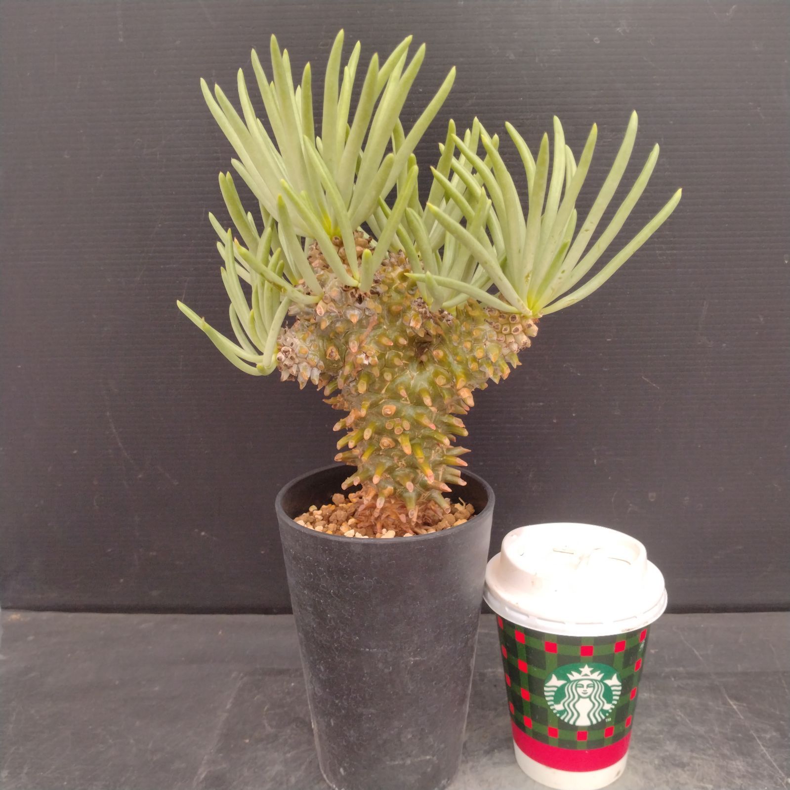 L128【自社養生株】チレコドン ワリチー（現地球・発根株・鉢植え