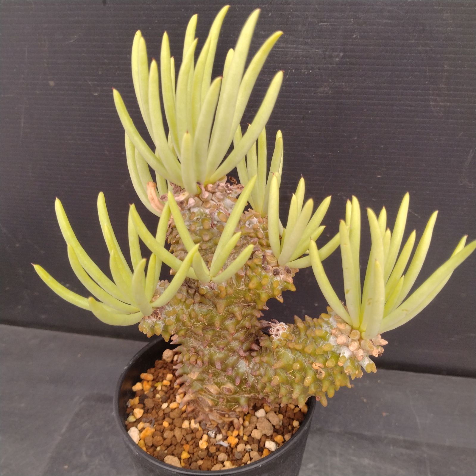 L129【自社養生株】チレコドン ワリチー（現地球・発根株・鉢植え