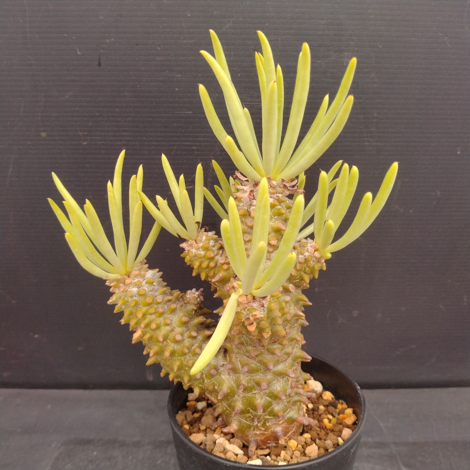 L129【自社養生株】チレコドン ワリチー（現地球・発根株・鉢植え