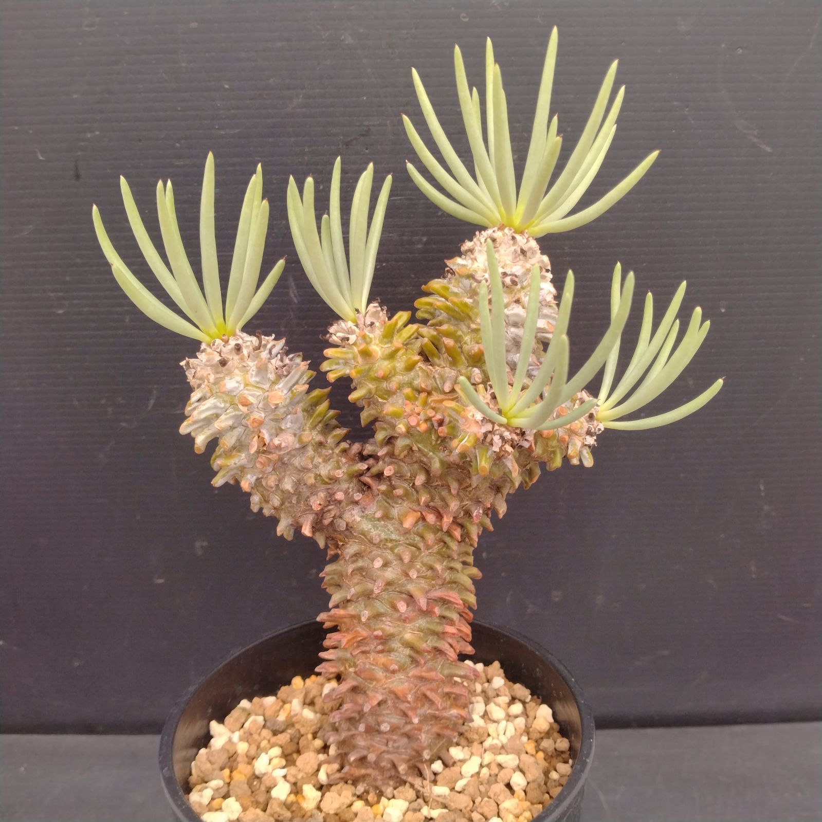 チレコドン・ワリチー　現地株　現地球　チレコドン　ワリチー ㅤ チレコドン・ワリチーの現地球 発根済みが入荷しました！ ㅤ 陶器鉢