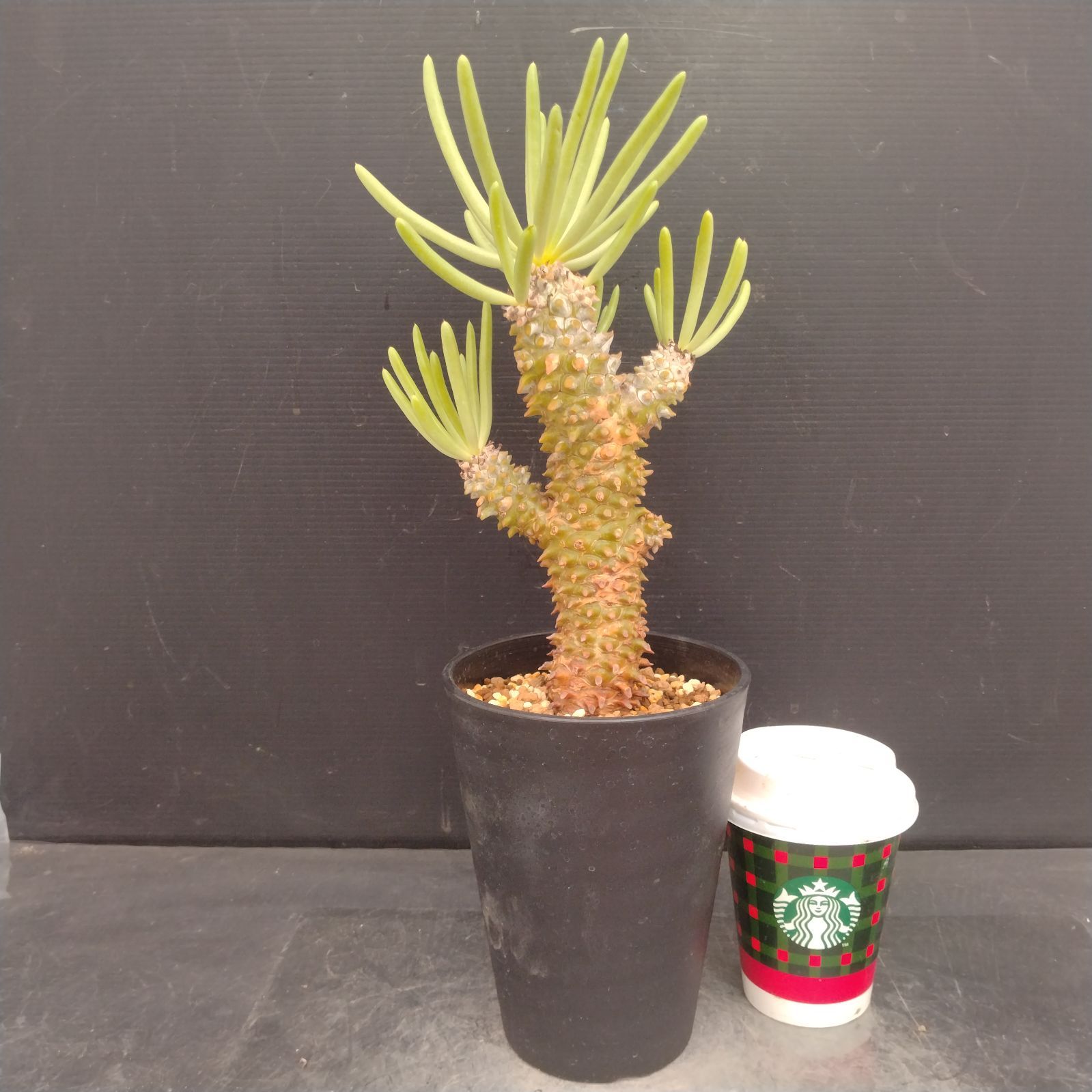 L132【自社養生株】チレコドン ワリチー（現地球・発根株・鉢植え